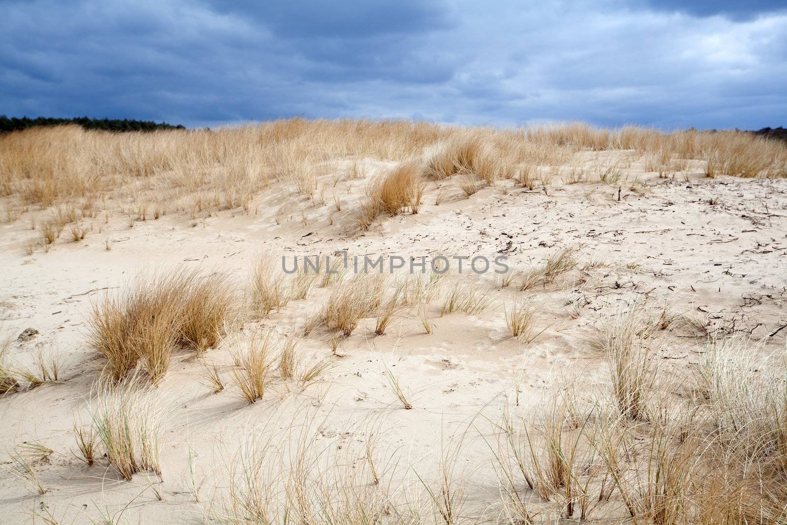 sandy dune in Netherlands before storm