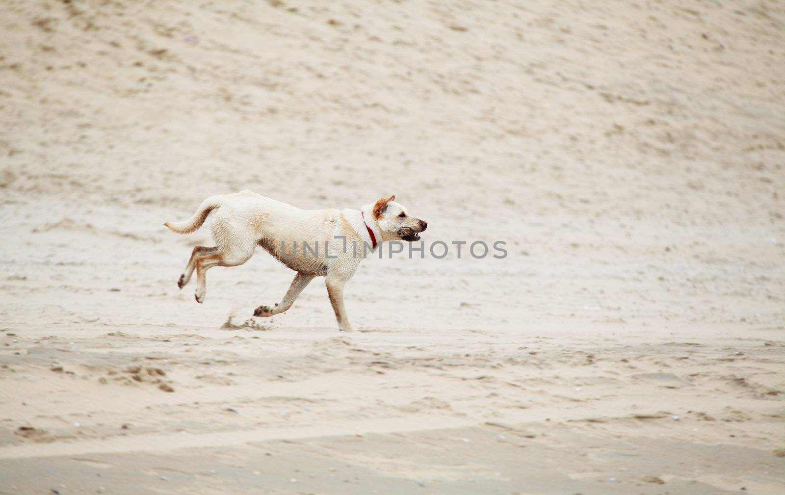 running beige dog with steak on the sand beach