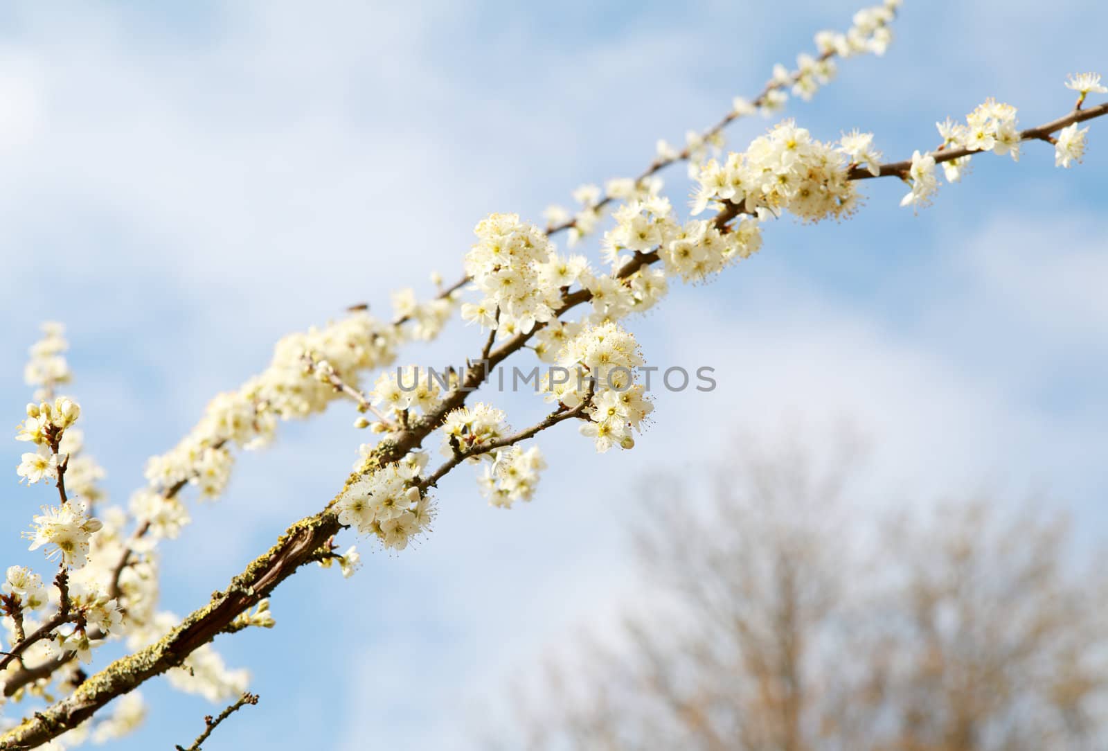 beautiful light cherry branch with flowers over blue sky
