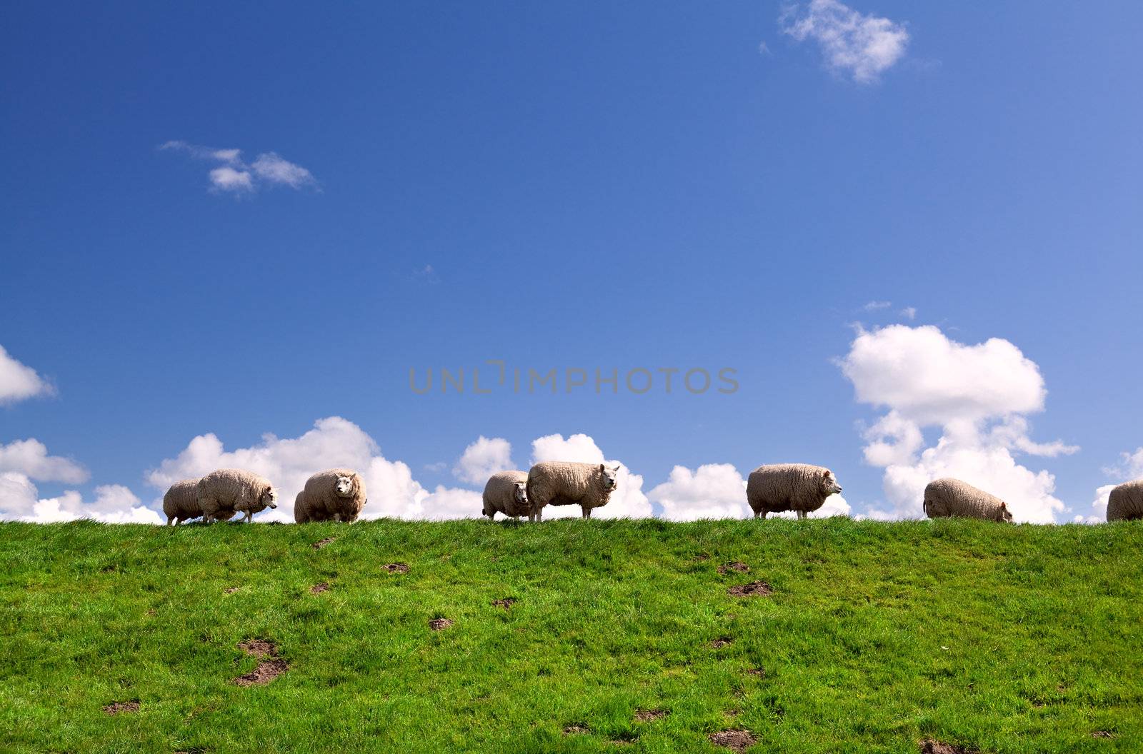 few sheep on pasture on horizon over nice blue sky
