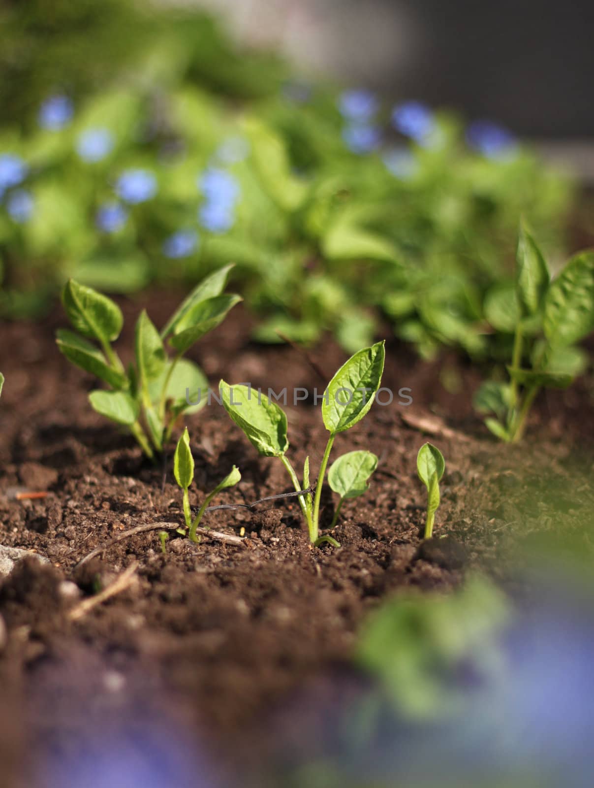 Green spring  plant seedlings growing in earth soil