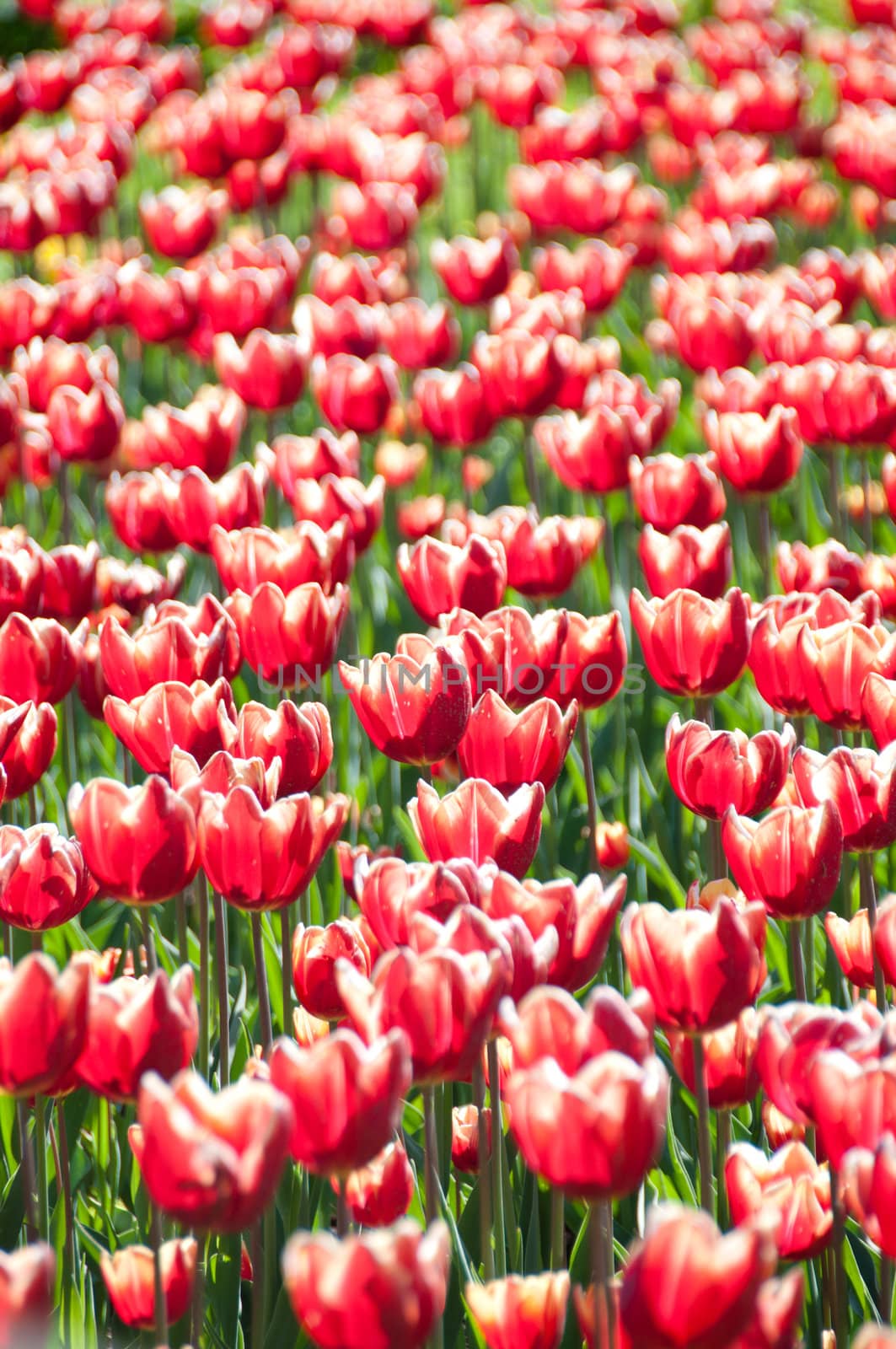Tulips heads with red and white vertical pattern