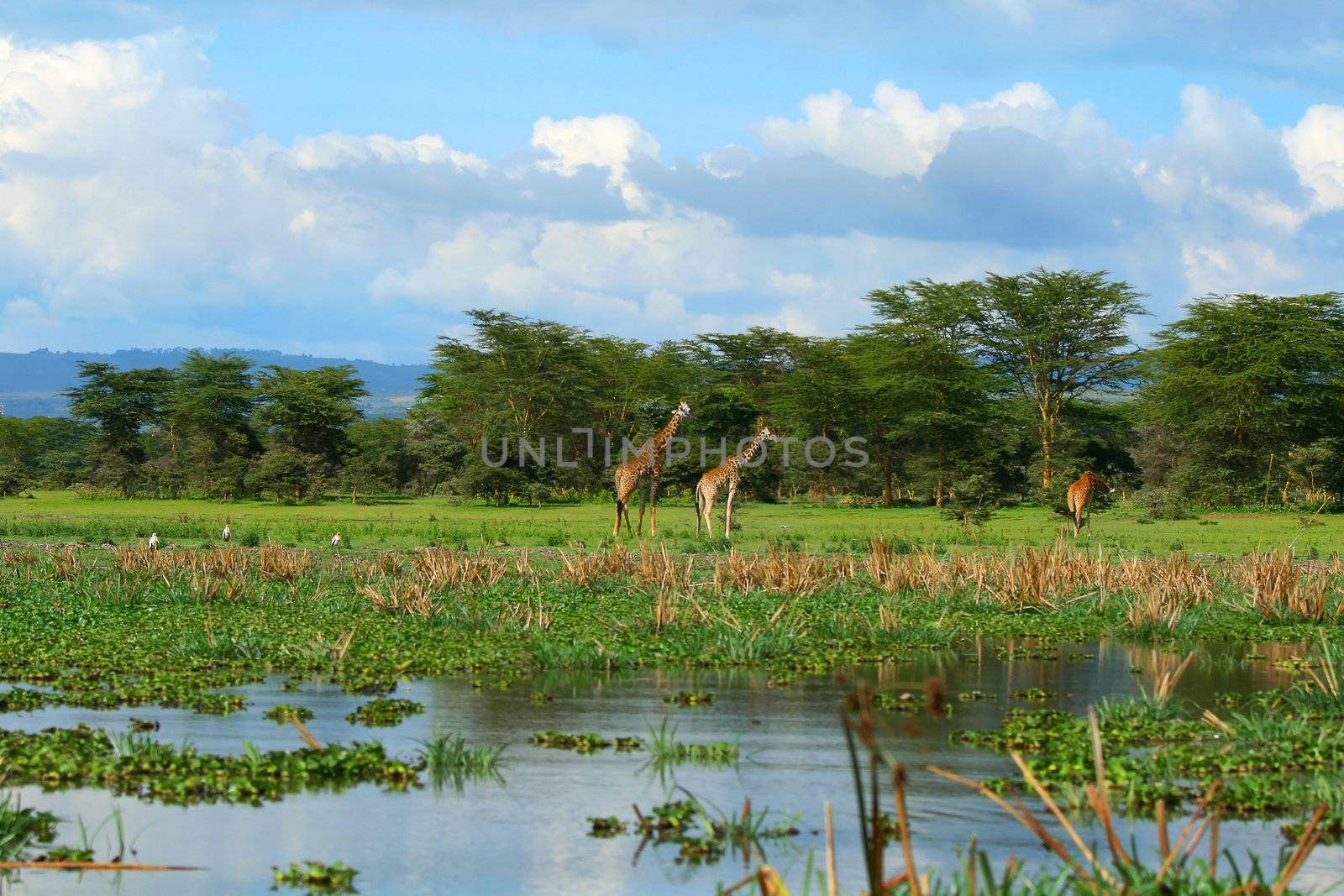 Family of wild giraffes by Anna_Omelchenko