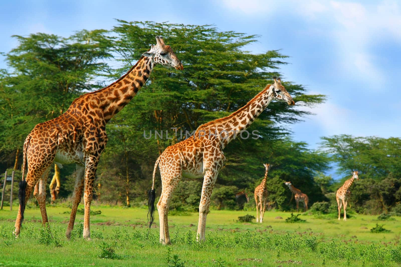 Family of wild giraffes by Anna_Omelchenko