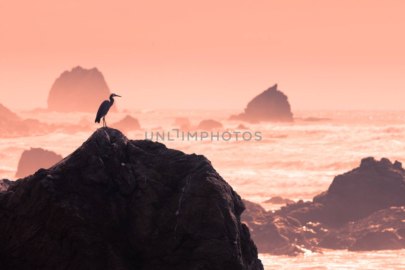 Silhouette of heron observing rough water to fish by PiLens