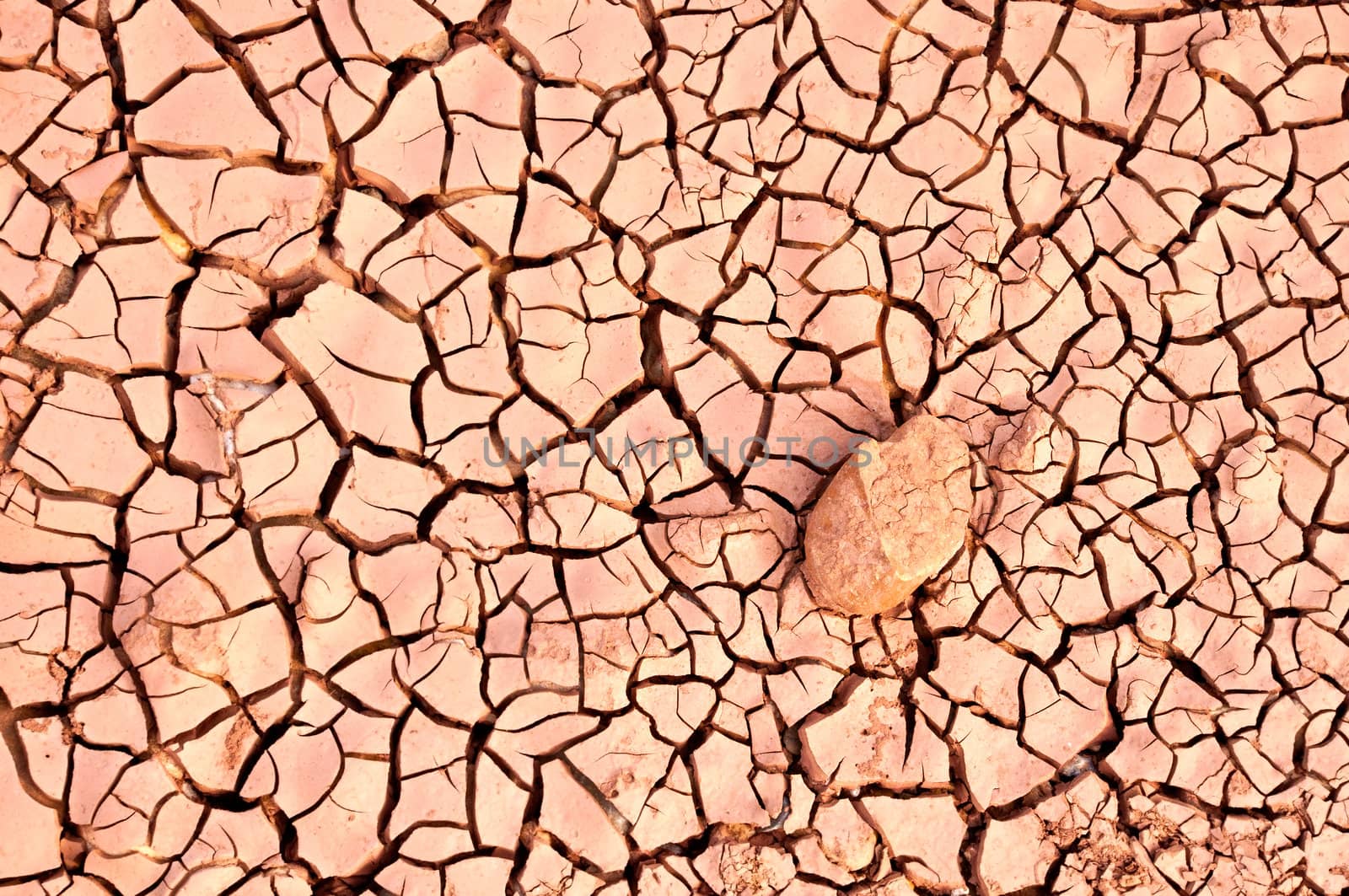 Dry land. Cracked ground background.