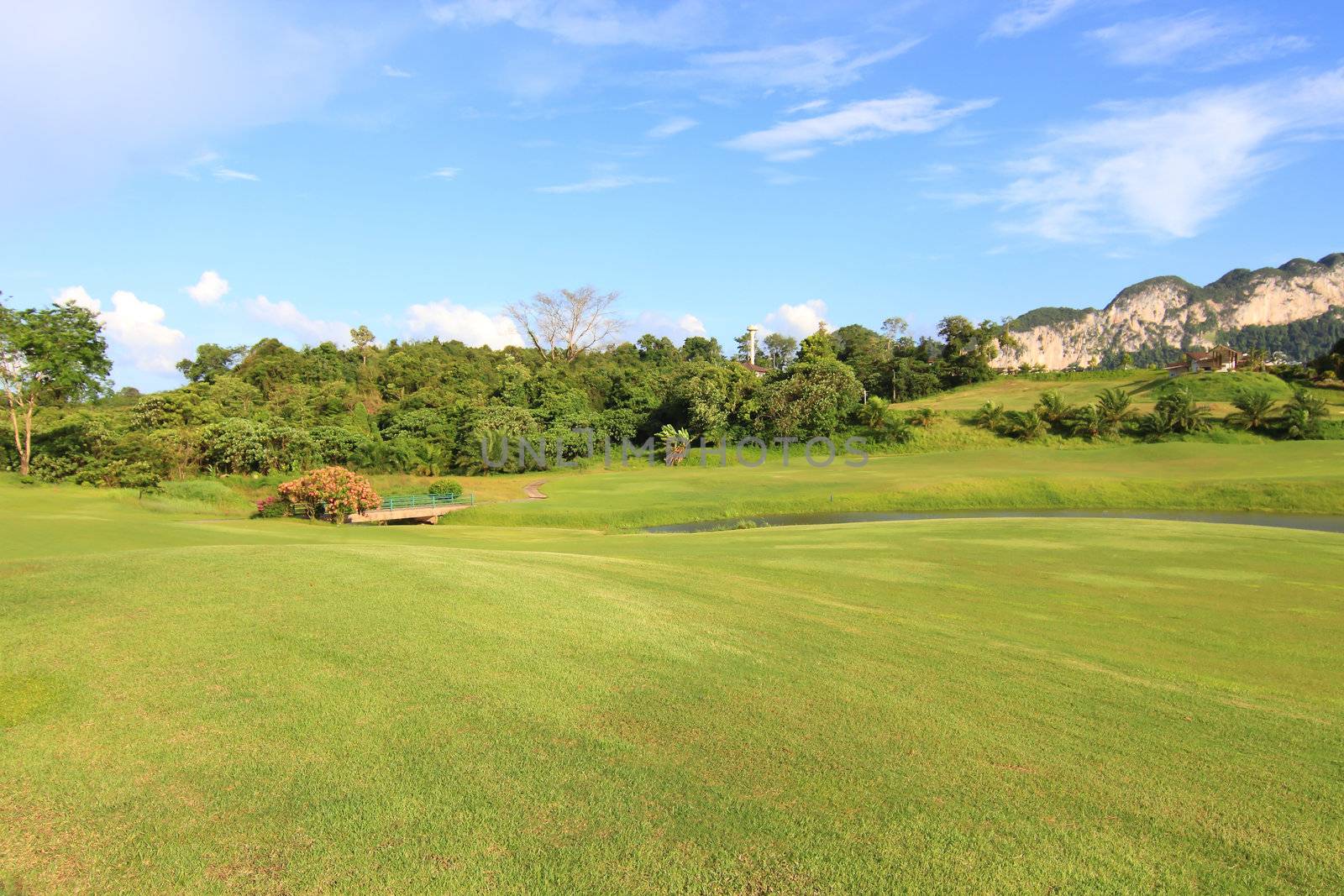 Green grass on a golf field