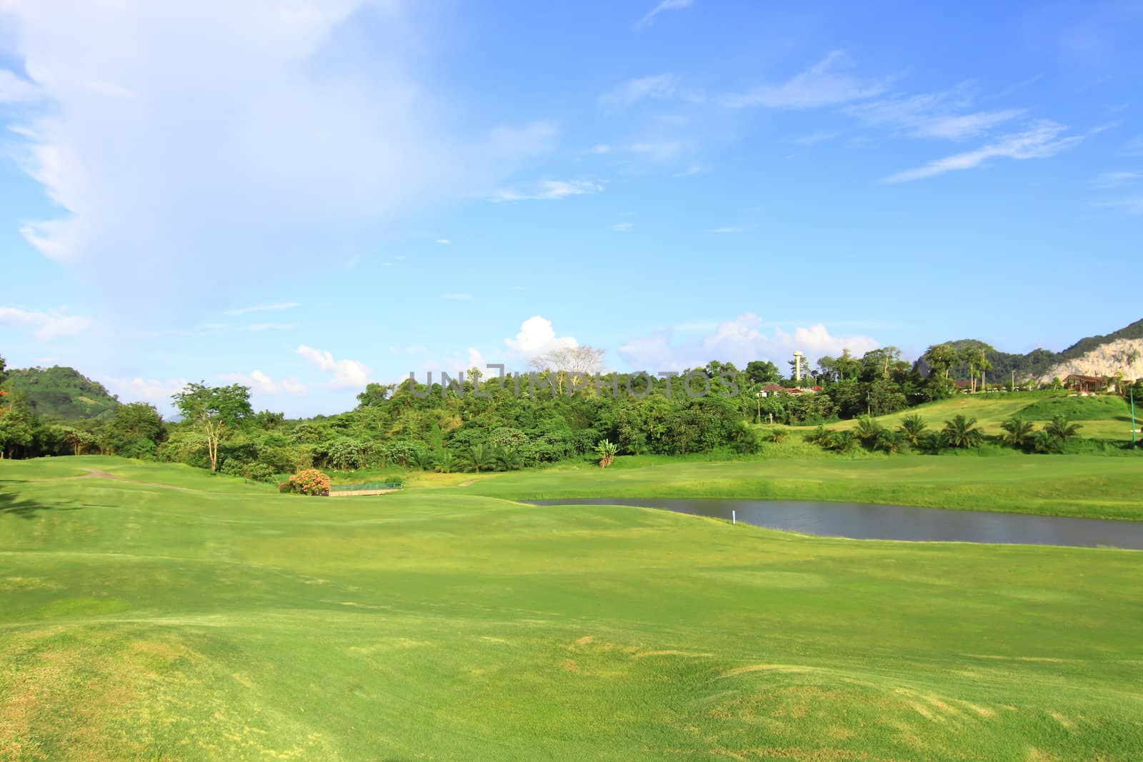 Green grass on a golf field 
 by rufous