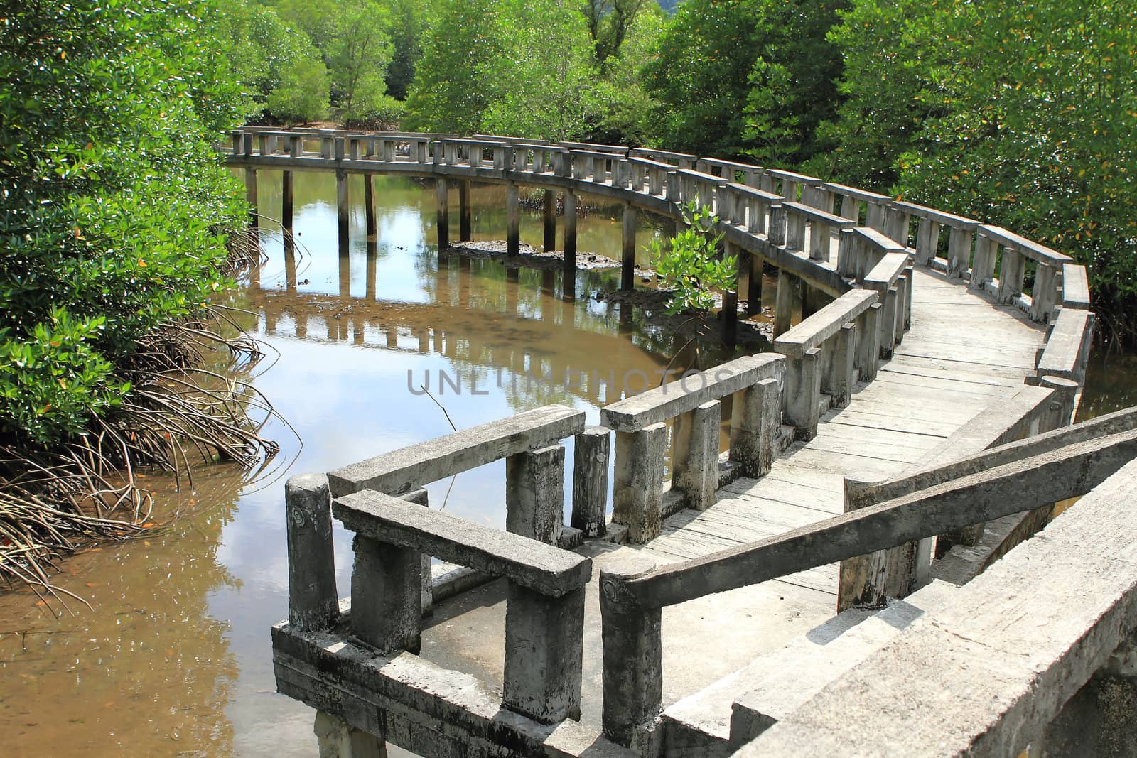 Concrete bridge go to mangrove forest