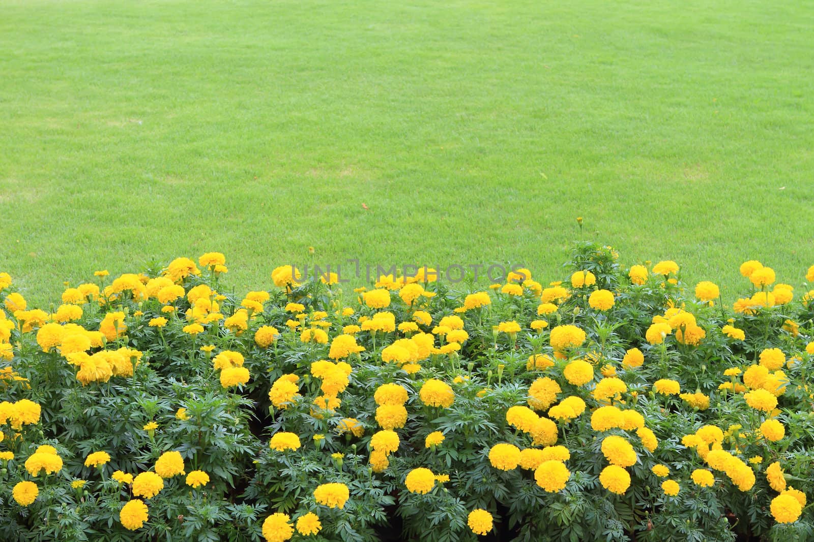 Marigold Yellow Flower field in the green garden. 
 by rufous