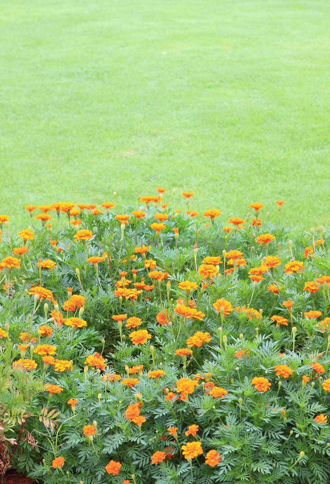 Marigold Yellow Flower field in the green garden. 
 by rufous