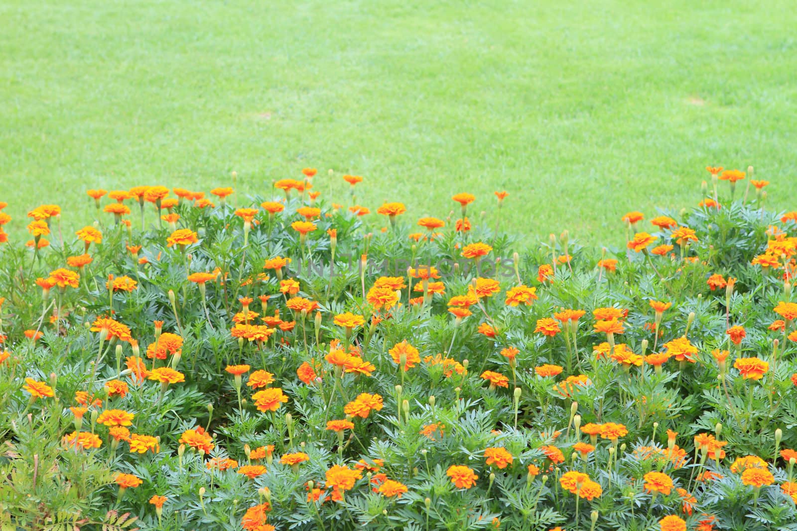 Marigold Yellow Flower field in the green garden.