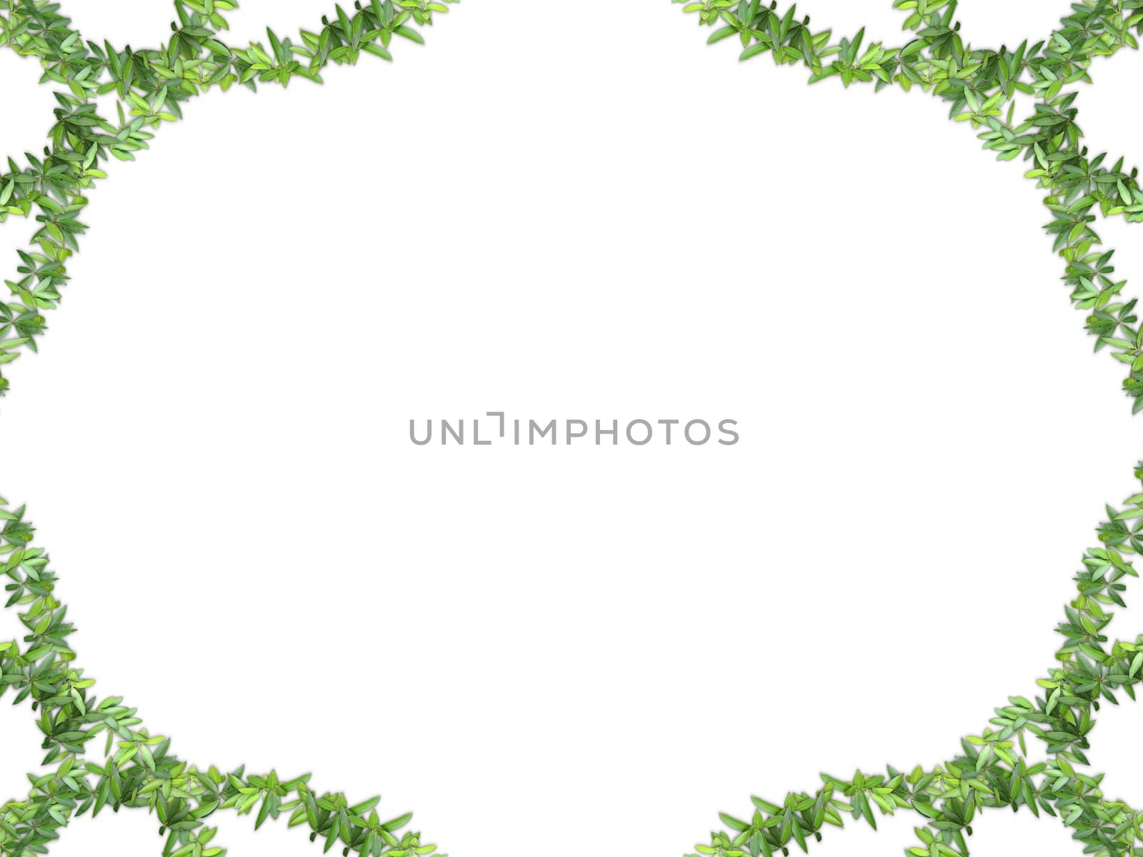 frame of vegetation isolated on white background