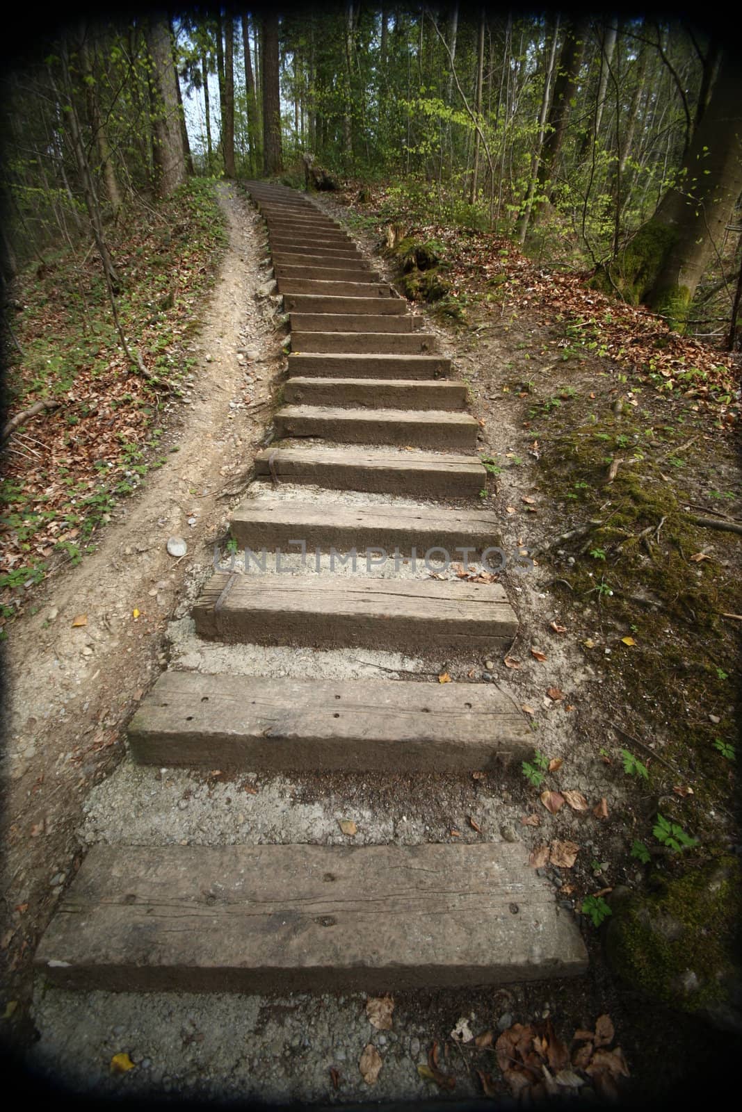 wooden steps leading up a hill