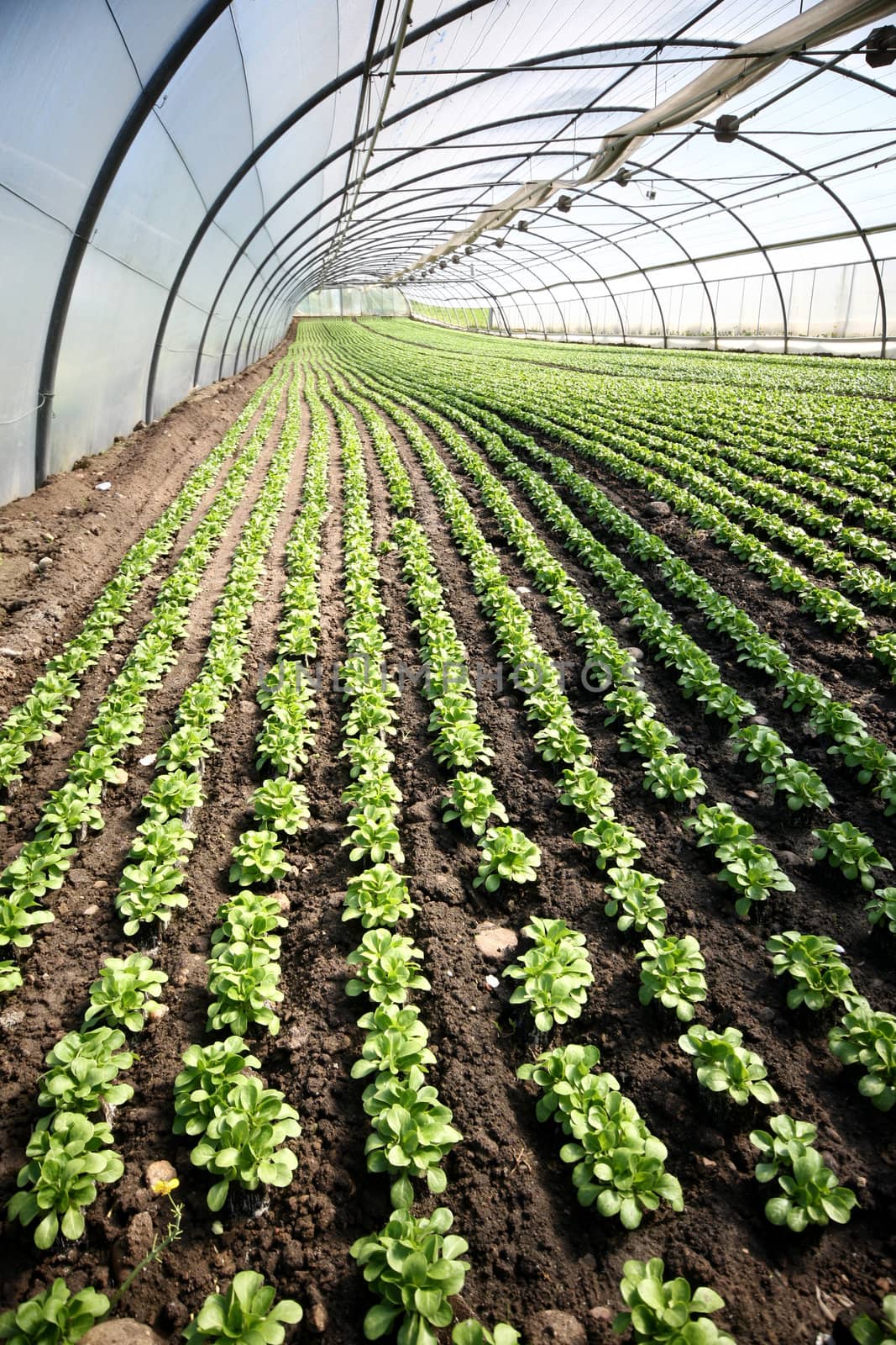 young spinach in a greenhouse - selective focus and shallow DOF