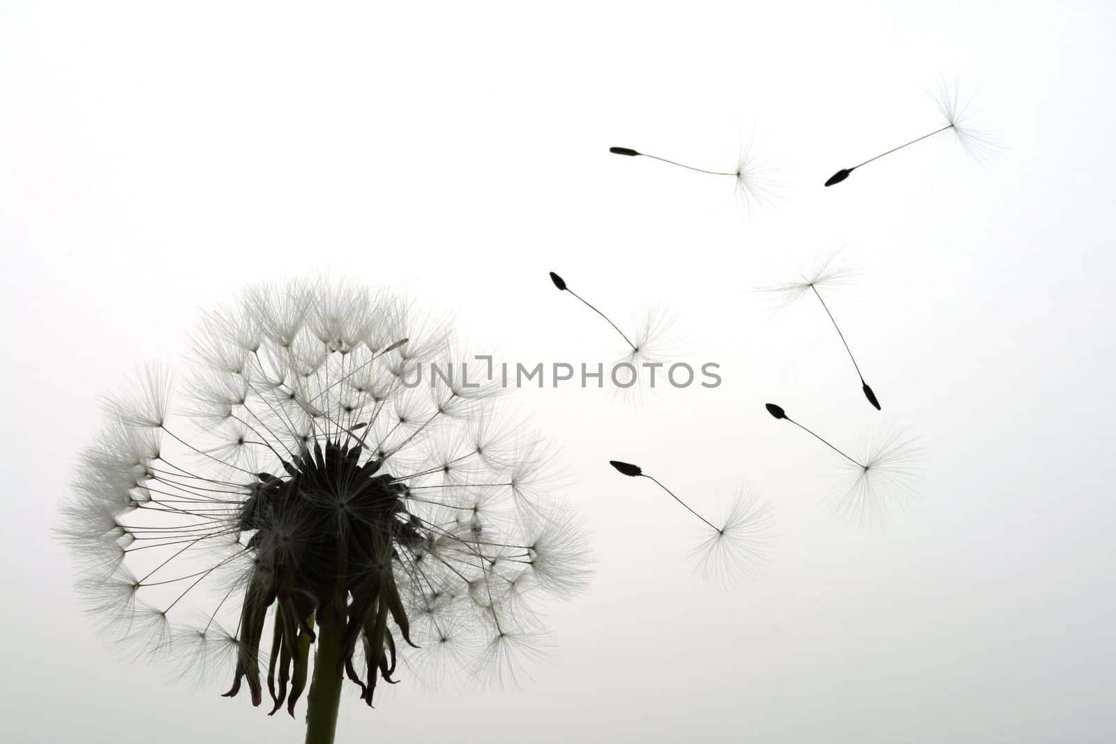 Seed of dandelion fly away from blossoming flower