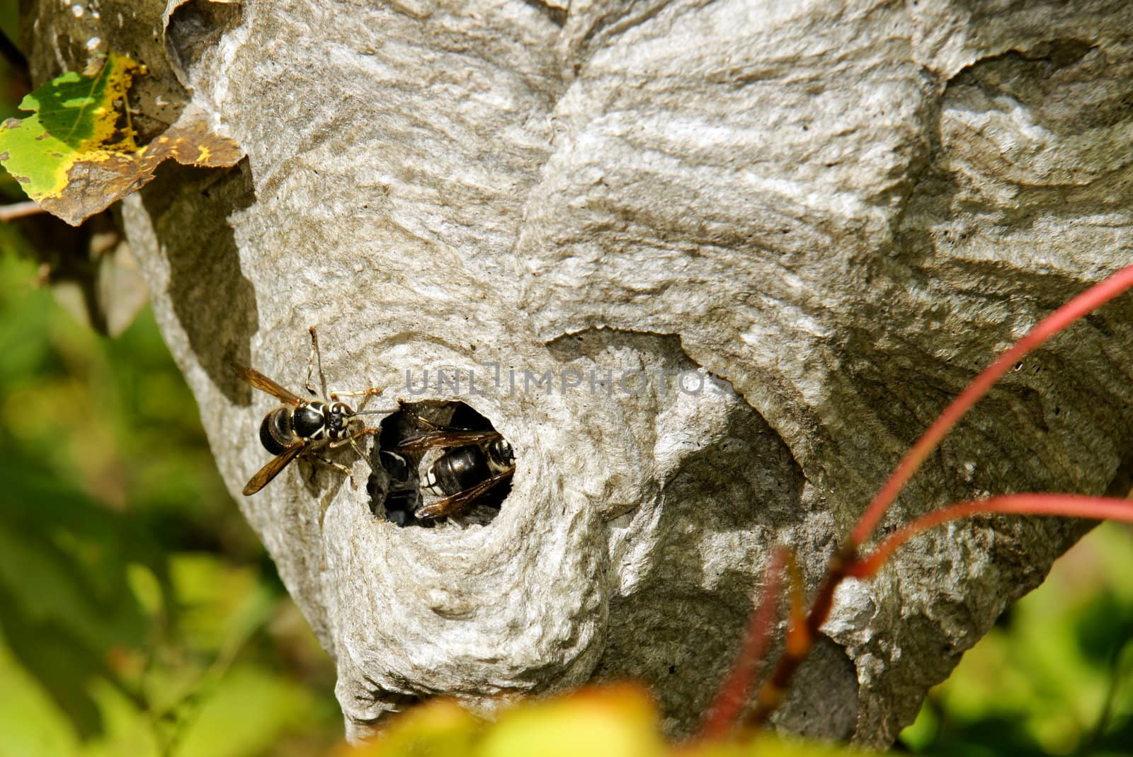 Bald-faced hornets on nest by Mirage3