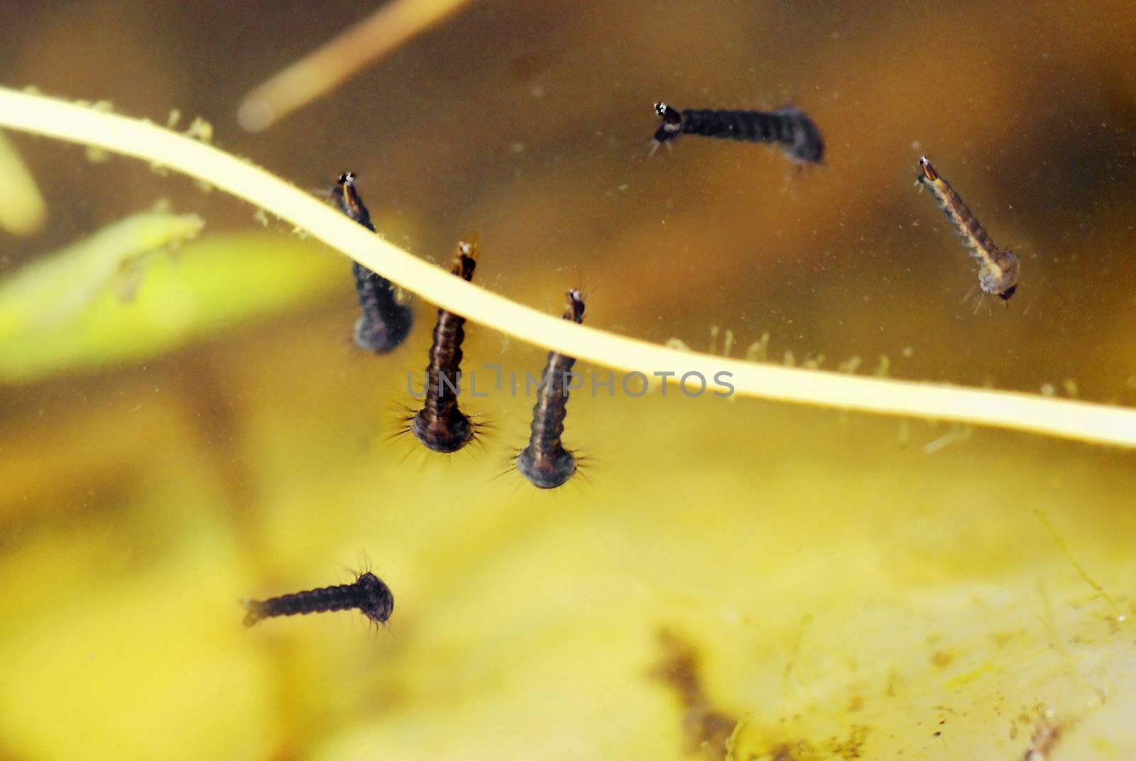 Mosquito larvae underwater in a pond, some at the surface breathing air, or laying against a twig to avoid movement.