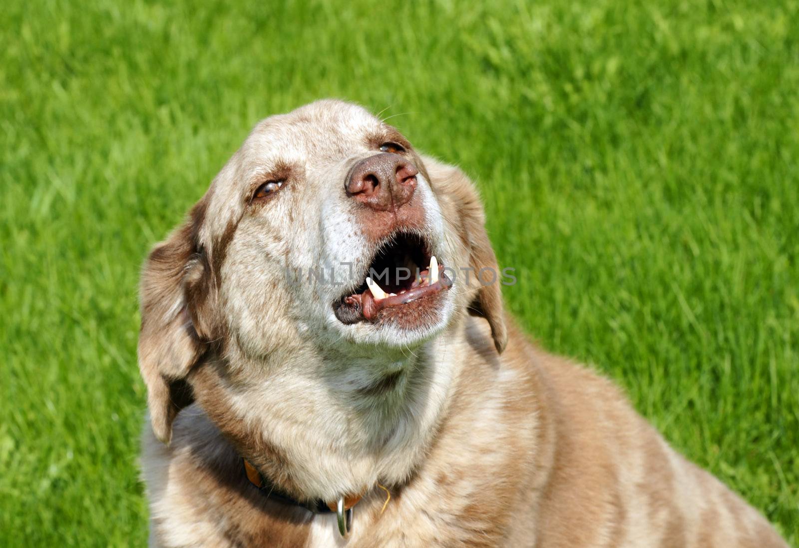 Large mixed breed dog barking, with bottom teeth showing, over grass background.