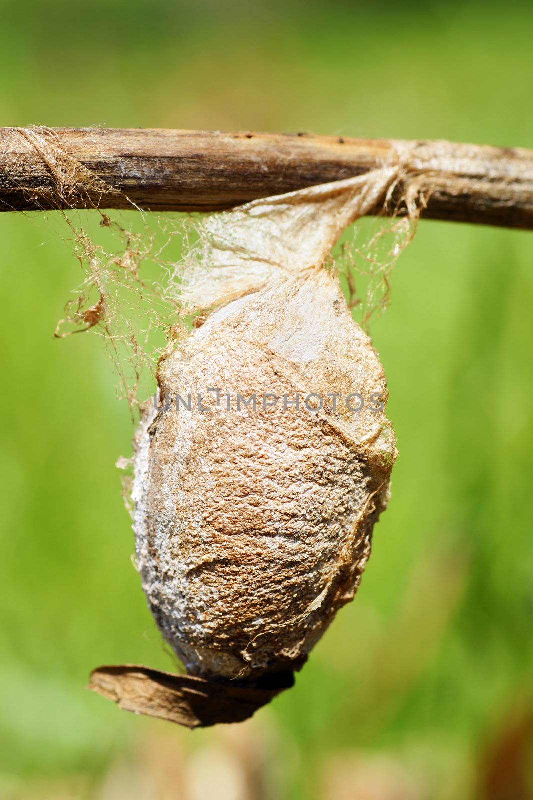 Very large cocoon, or chrysalis, of a saturnid moth, the Cecropia or giant silk moth, Hyalophora cecropia with great detail such as silk thread.