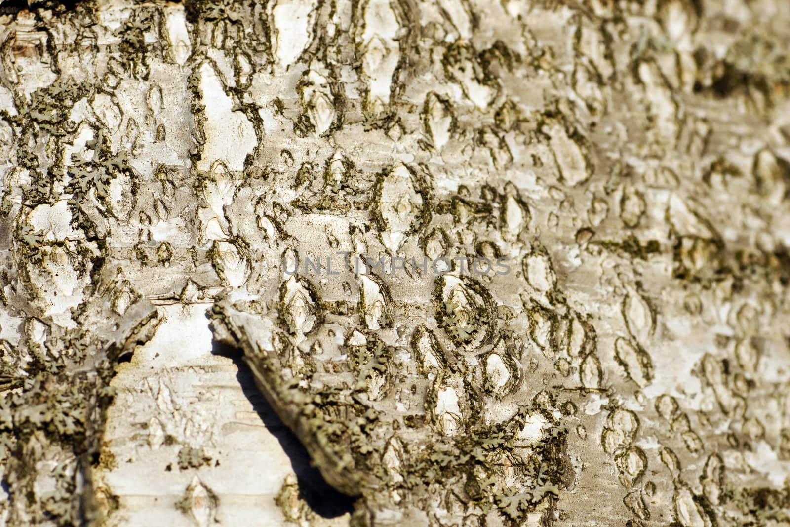 Paper birch macro background by Mirage3