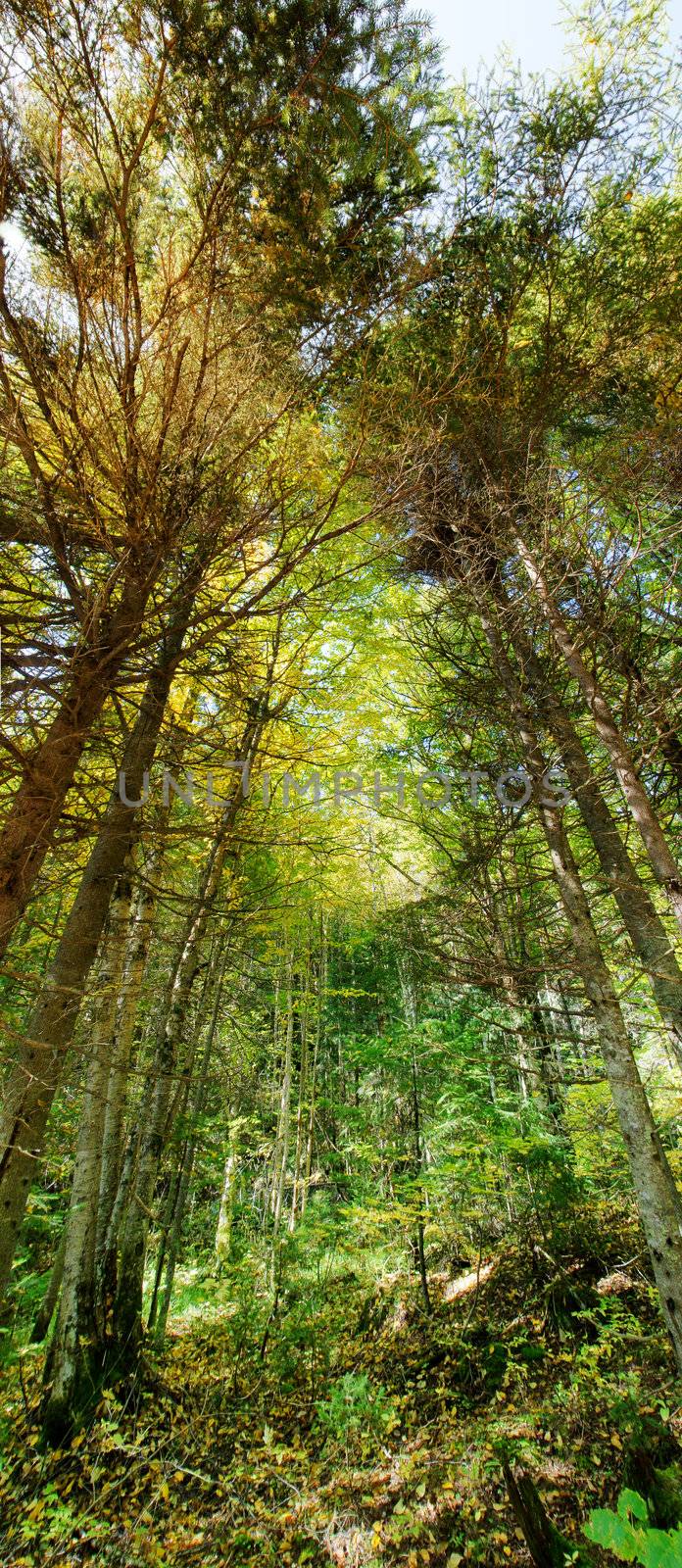Very large vertical panorama of a thick virgin forest, with both coniferous and deciduous trees.