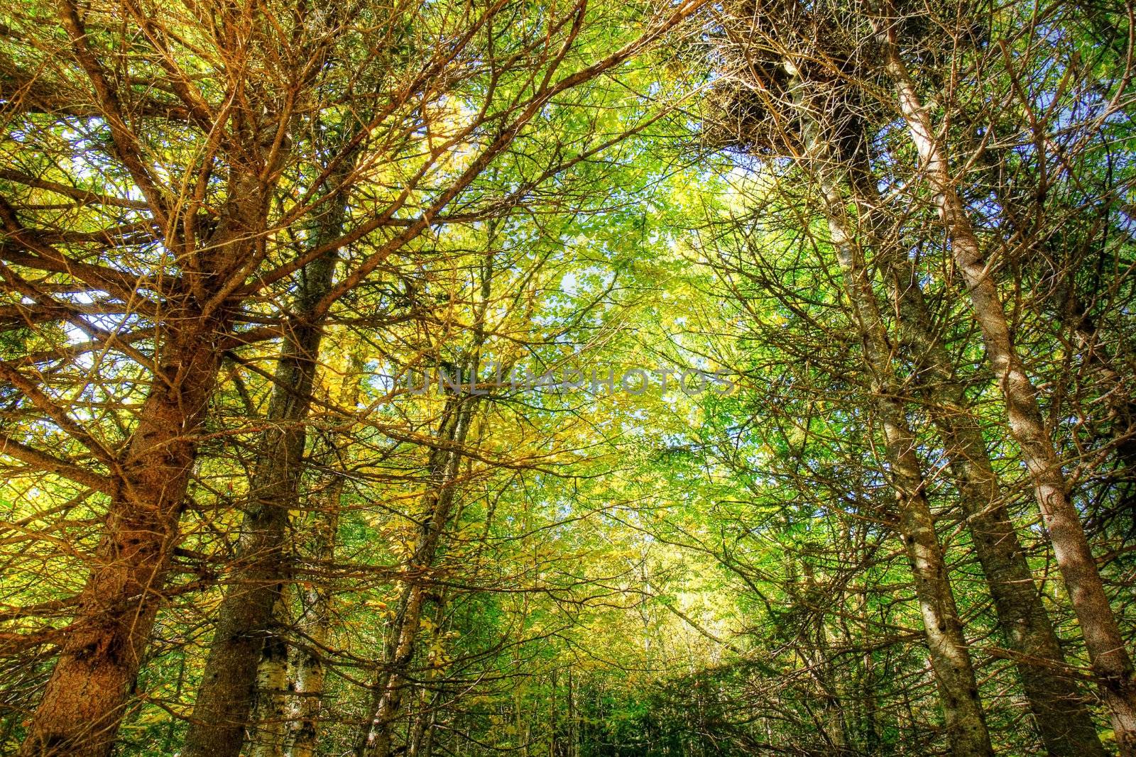 Thick forest hdr by Mirage3
