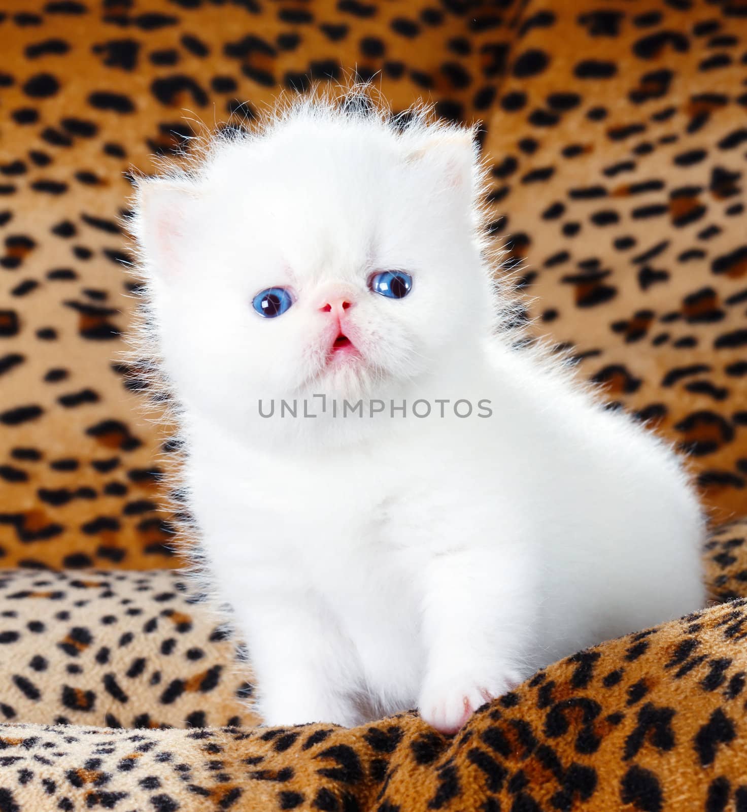 White persian kitten