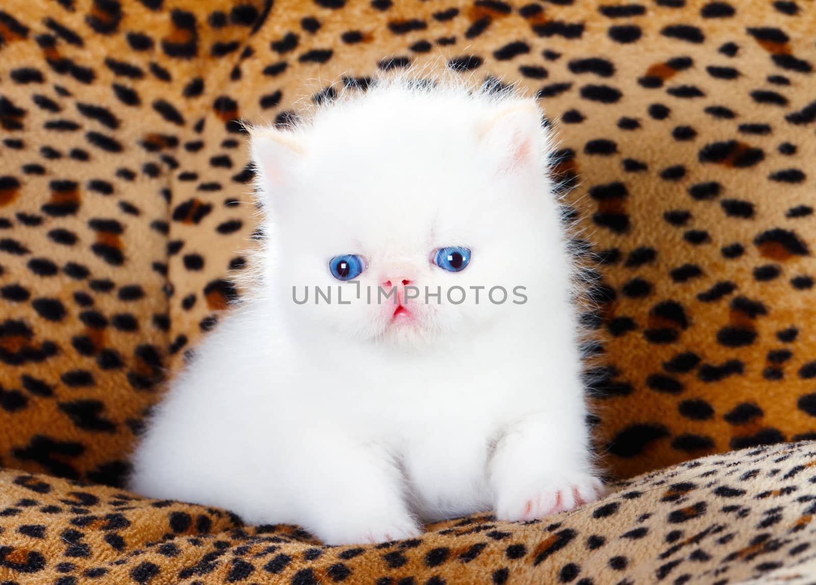 White persian kitten by Bedolaga