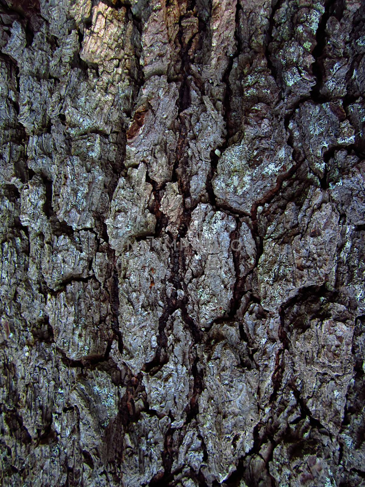 A photograph of tree bark detailing its texture and pattern.