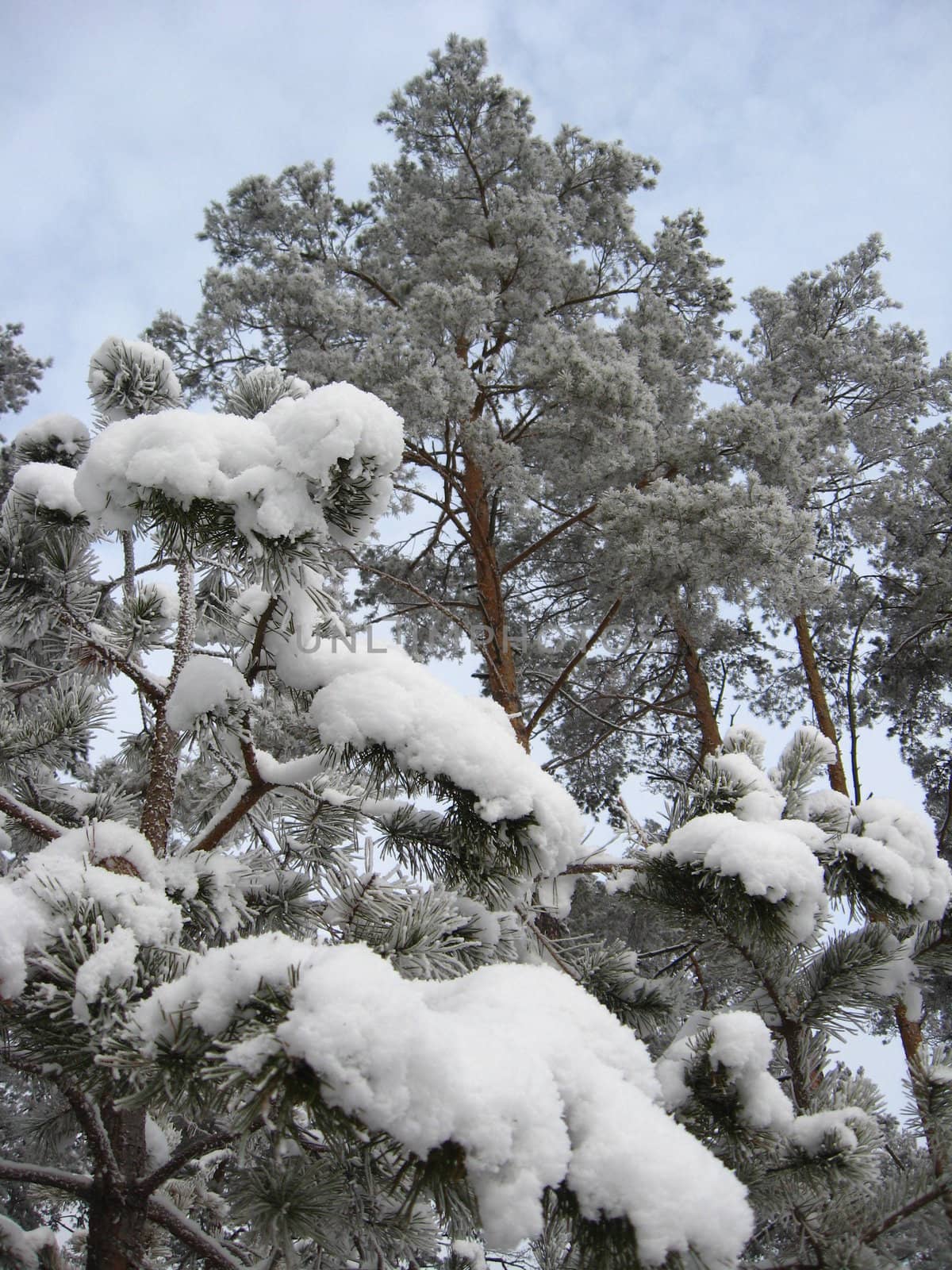 Winter landscape in a wood with pines and snowdrifts