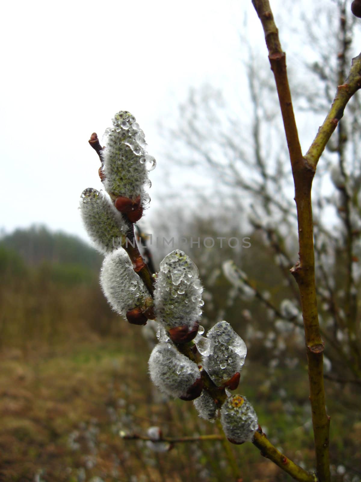 Young kidneys of a pussy-willow with drops in the spring