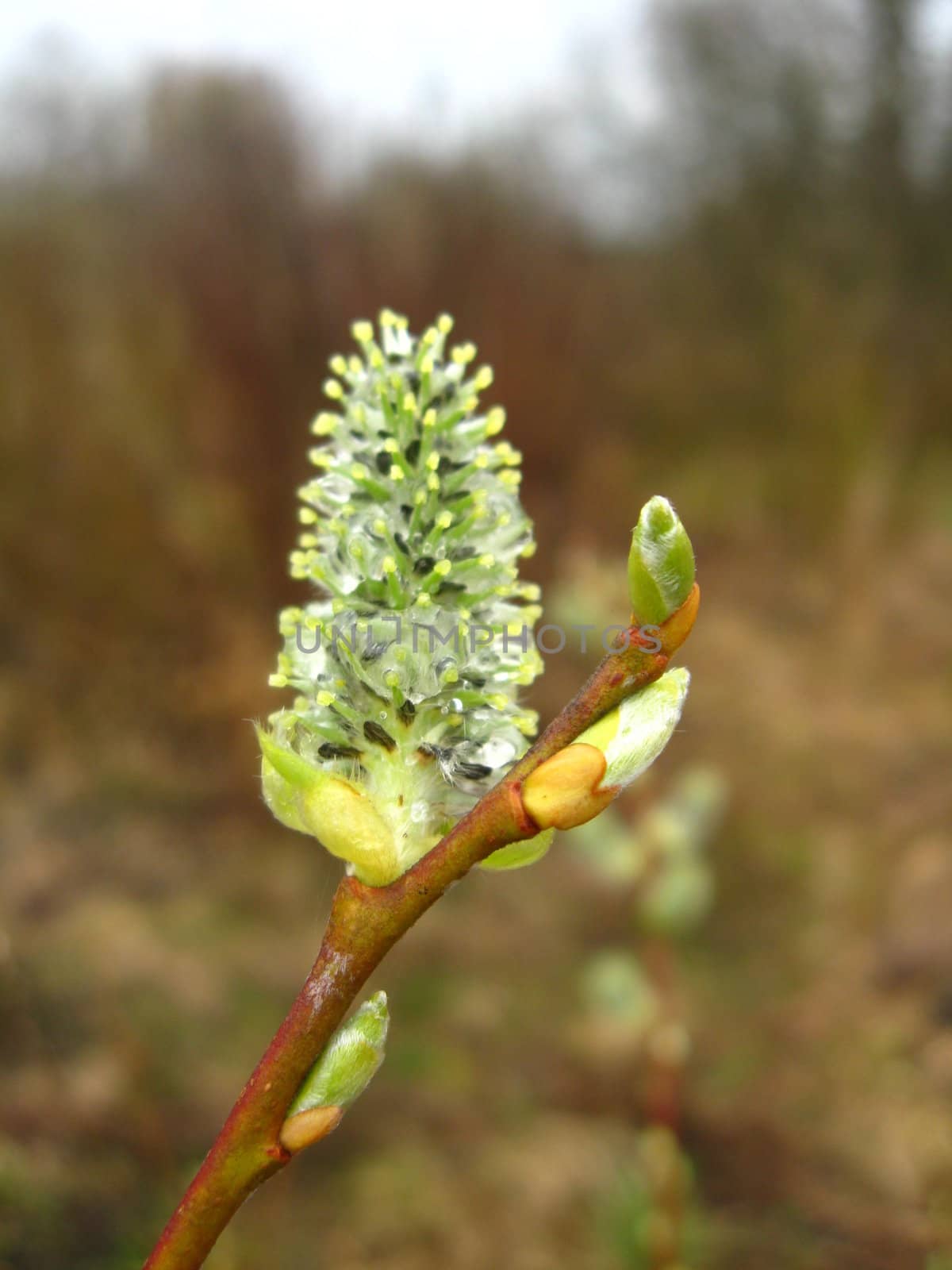 Young sprouts and kidney of a willow in the spring