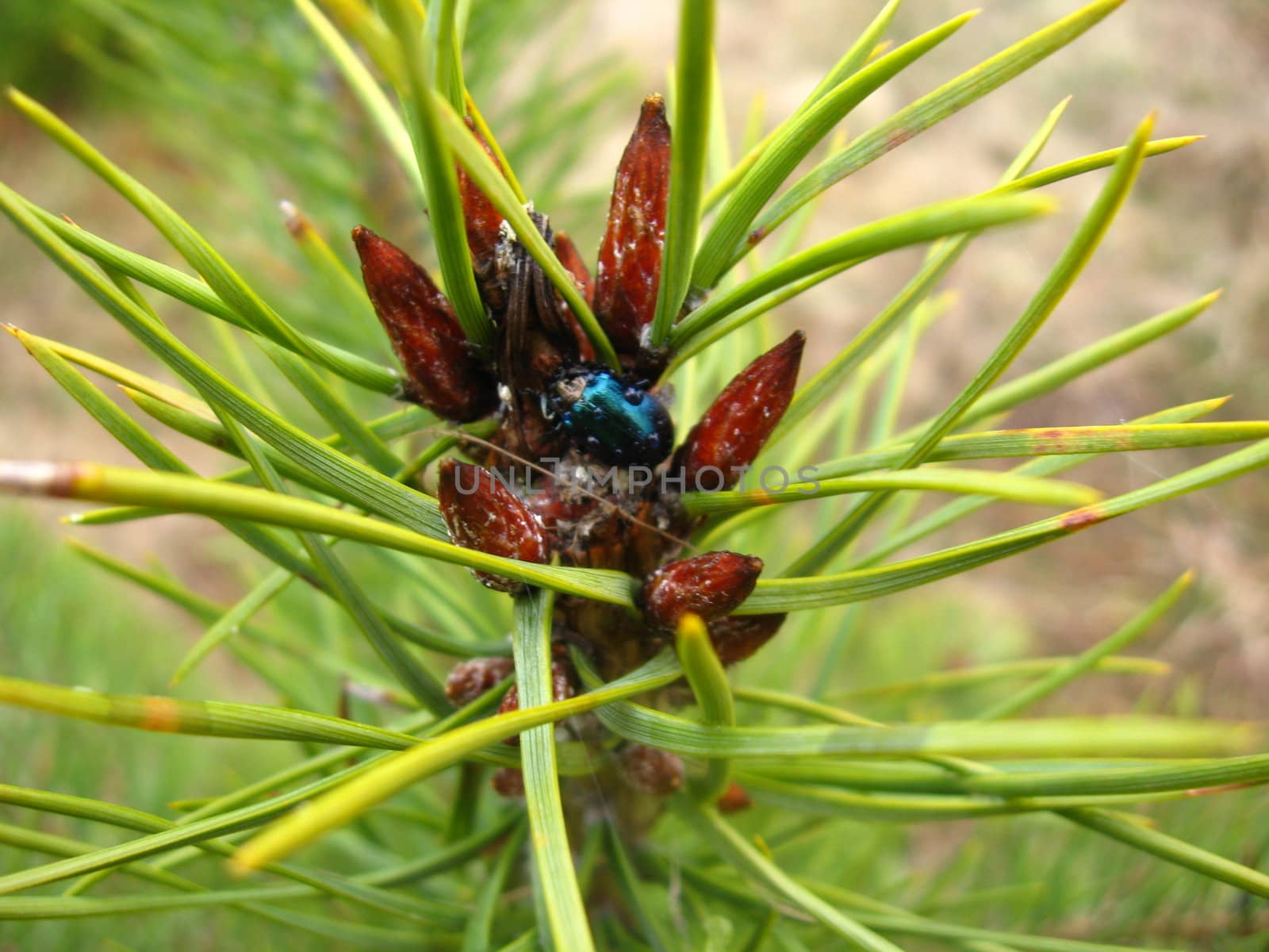 The motley bug on kidneys of a pine by alexmak