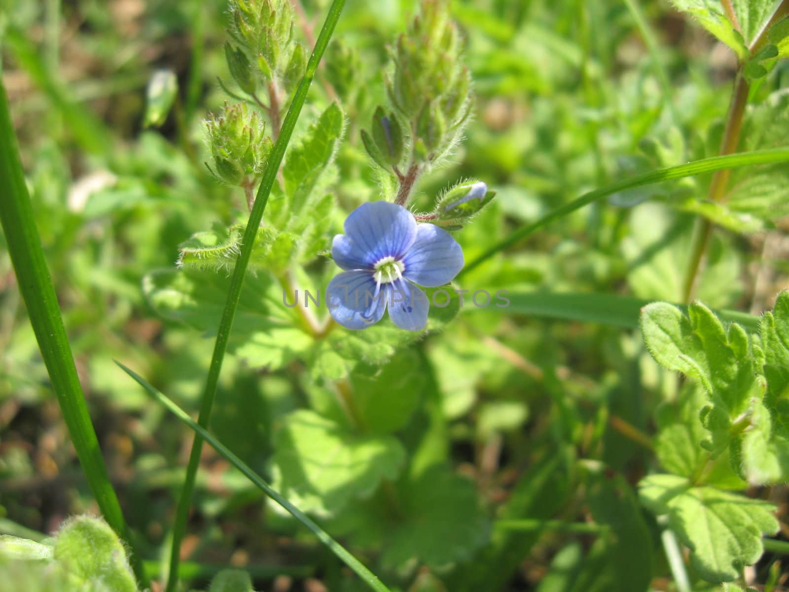 Unique blue flower on a background of a green grass