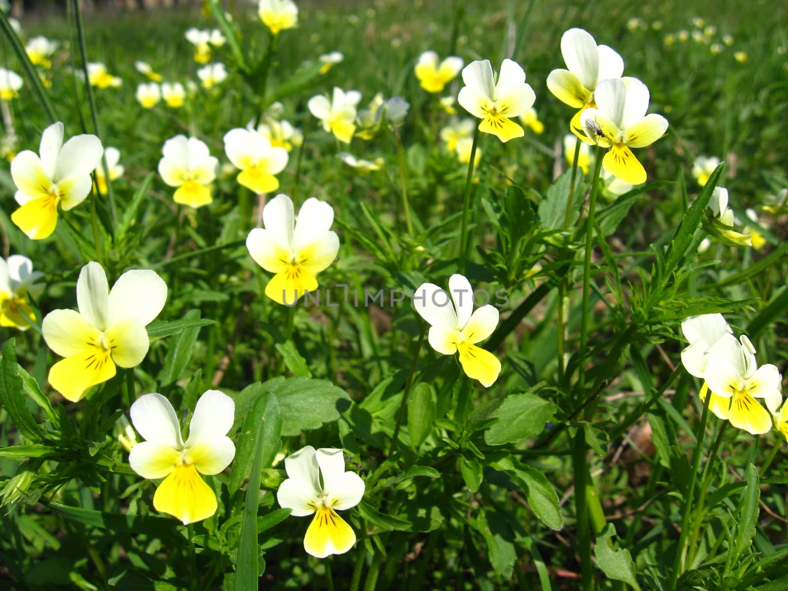 Beautiful flowers of wild pansies in the grass