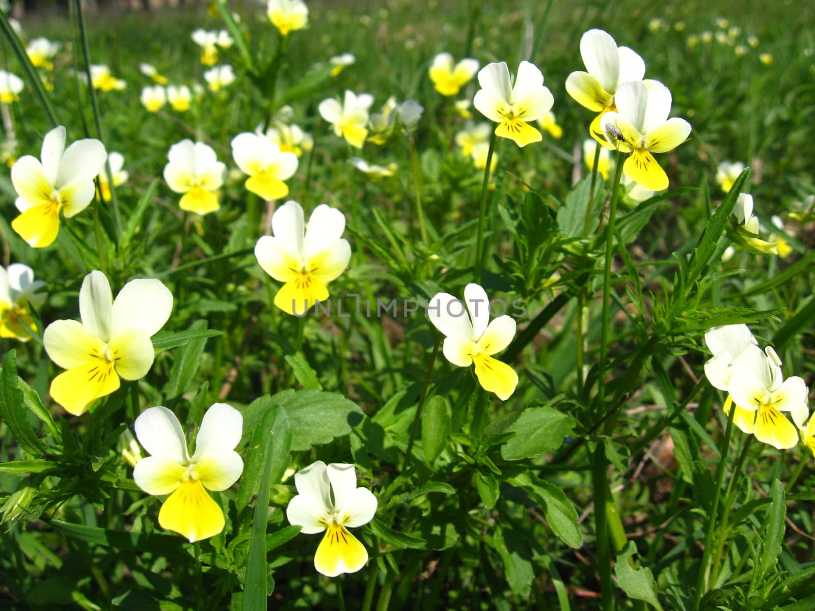 The flowers of wild pansies by alexmak