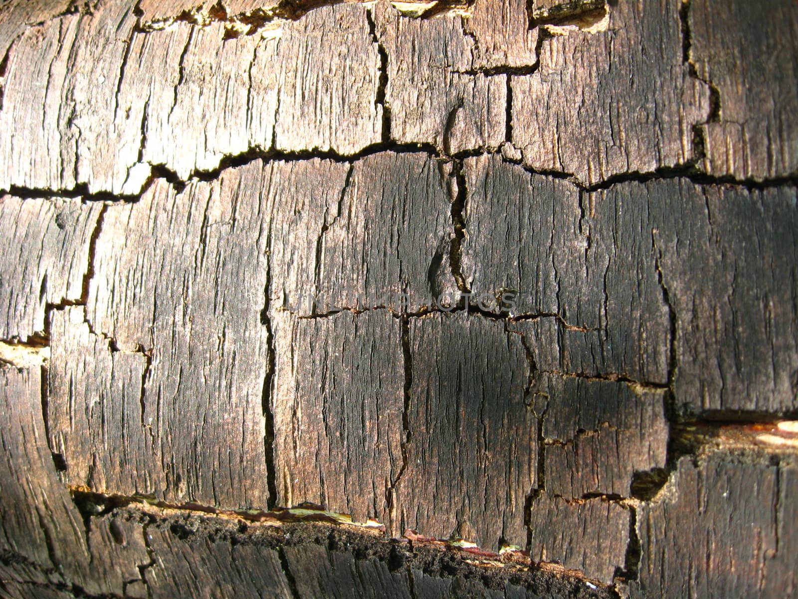 Dark bark of a tree by alexmak