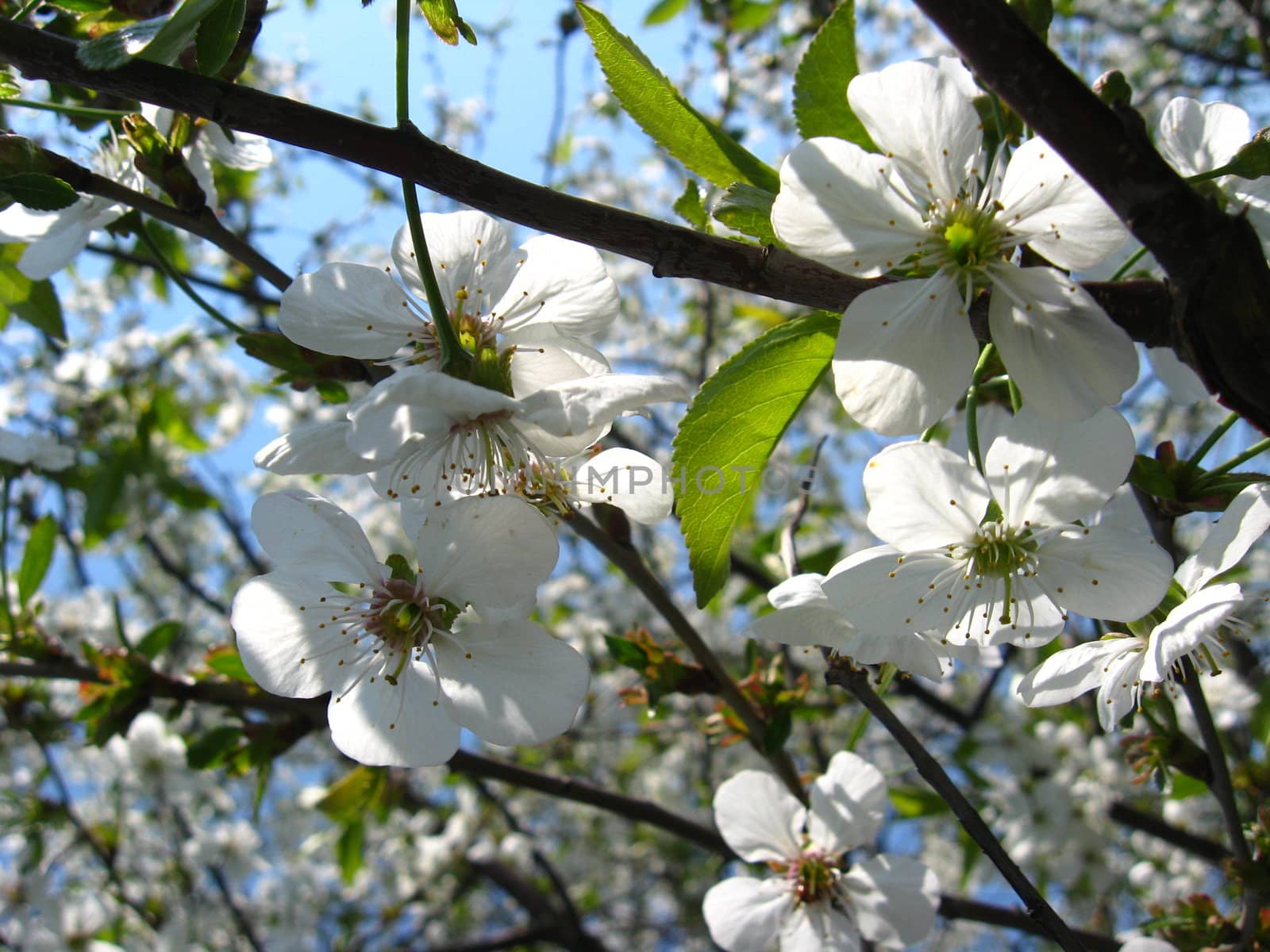 The image of tree of a blossoming cherry