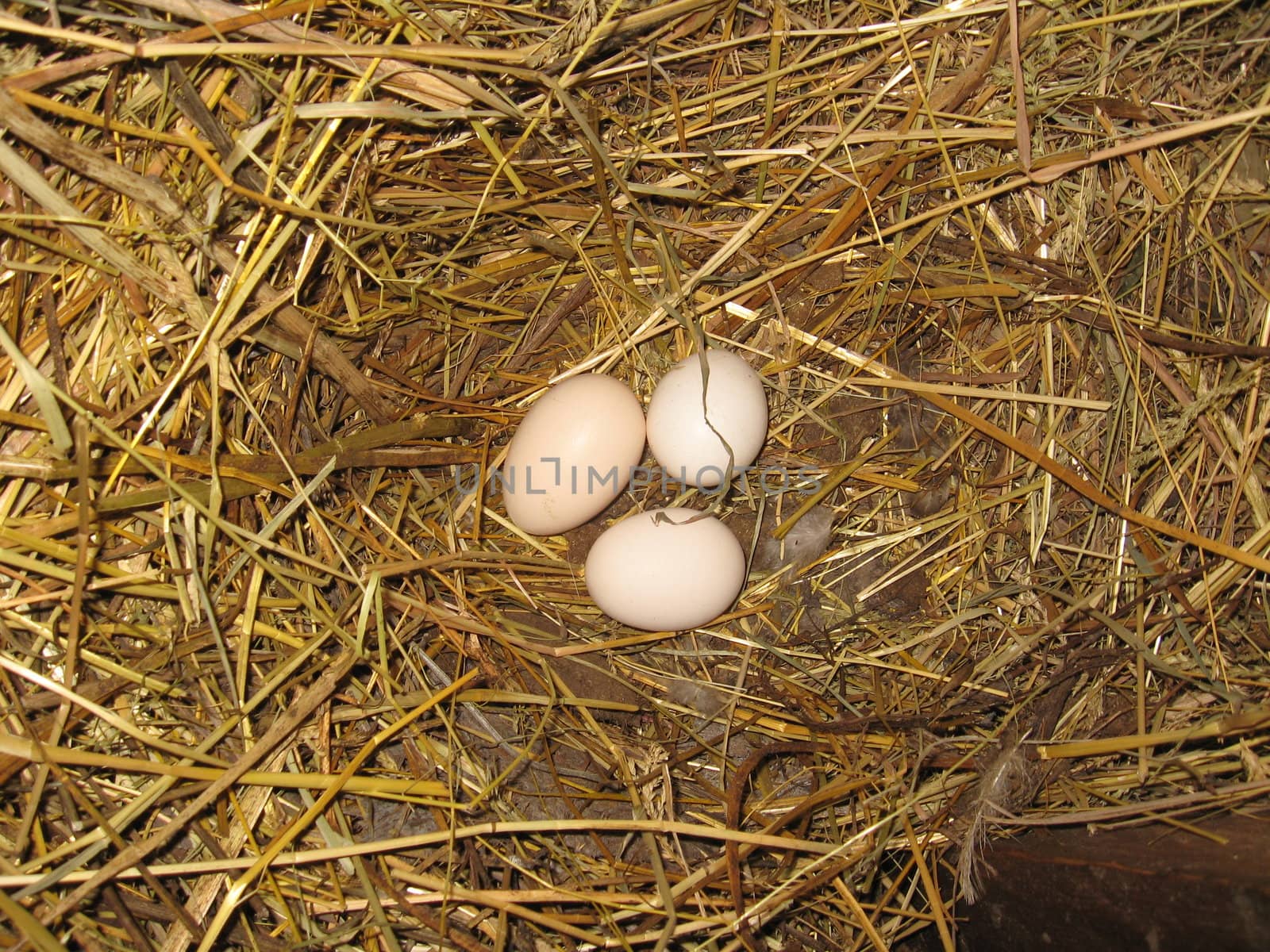Nest of the hen with three eggs by alexmak
