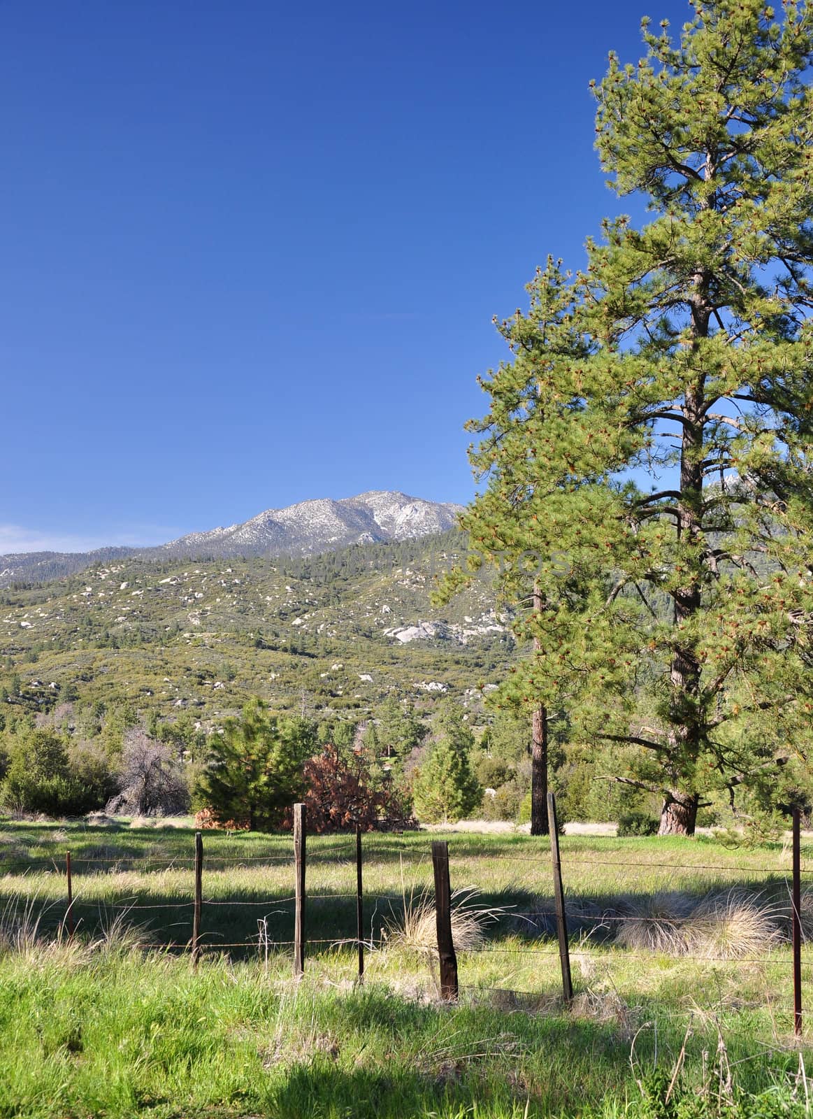 A ponderosa pine tree grows in a mountain meadow on Mount San Jacinto in Southern California.
