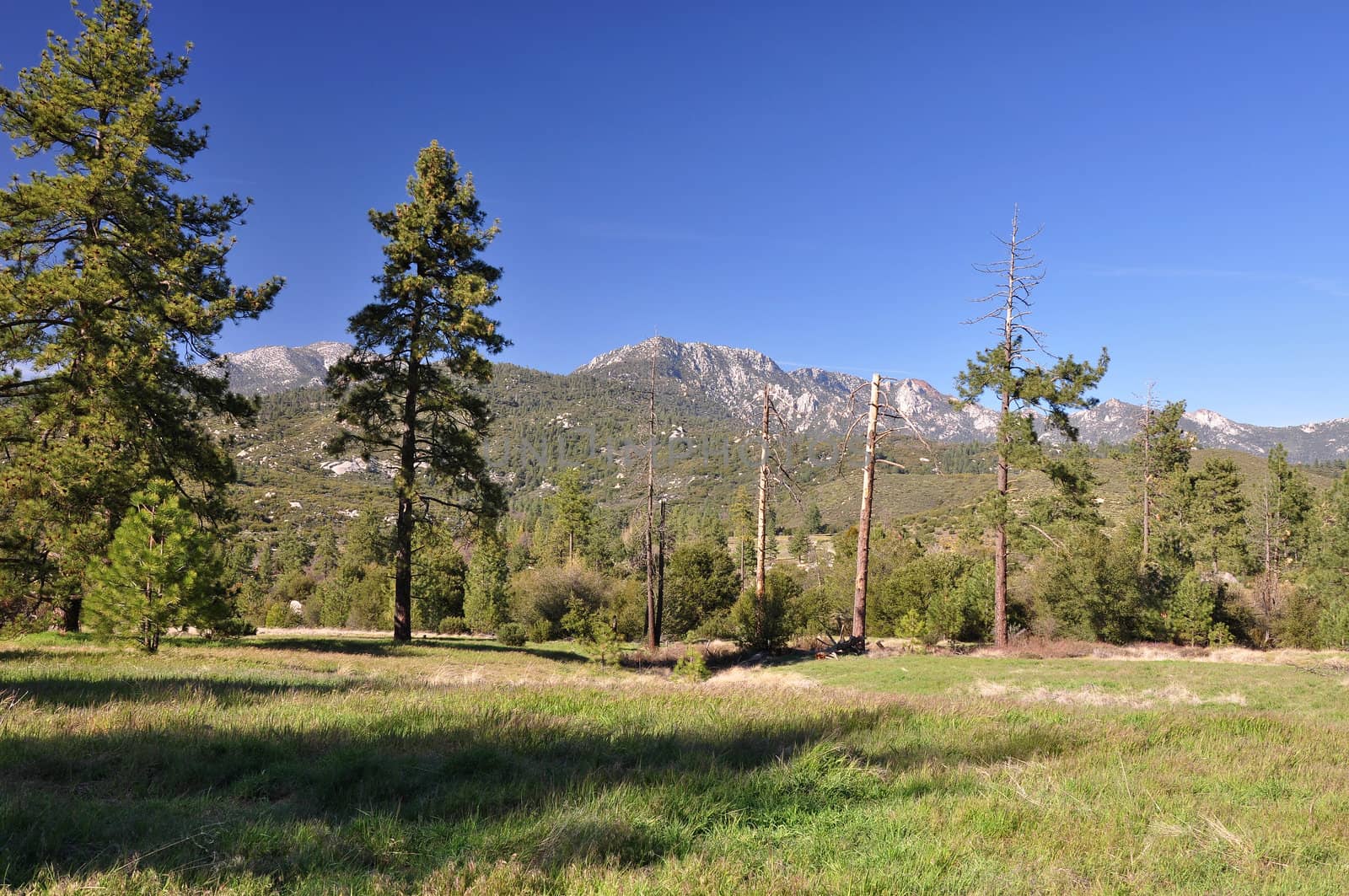 View of a mountain meadow on Mount San Jacinto in Southern California.