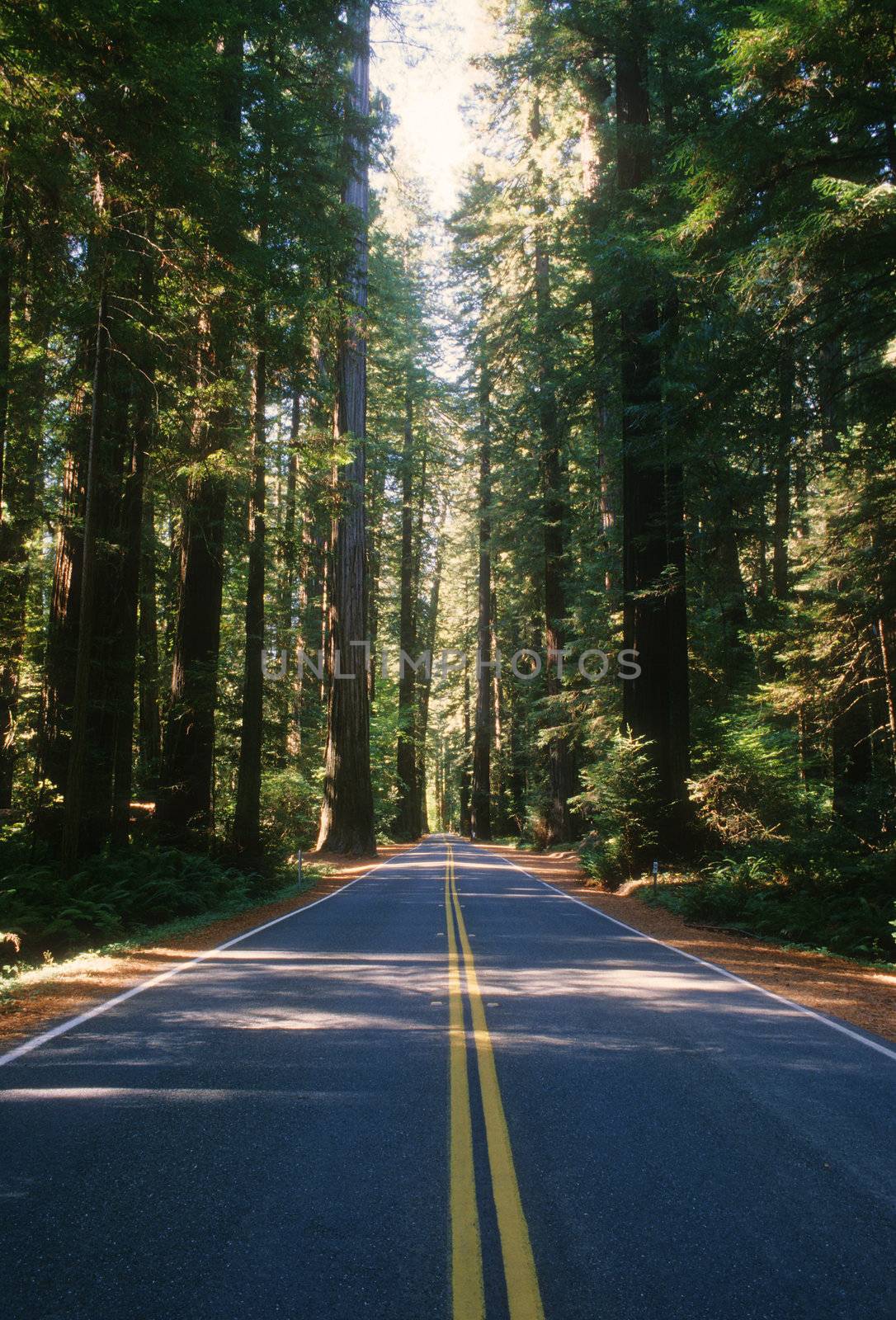 Redwood Highway by PJ1960