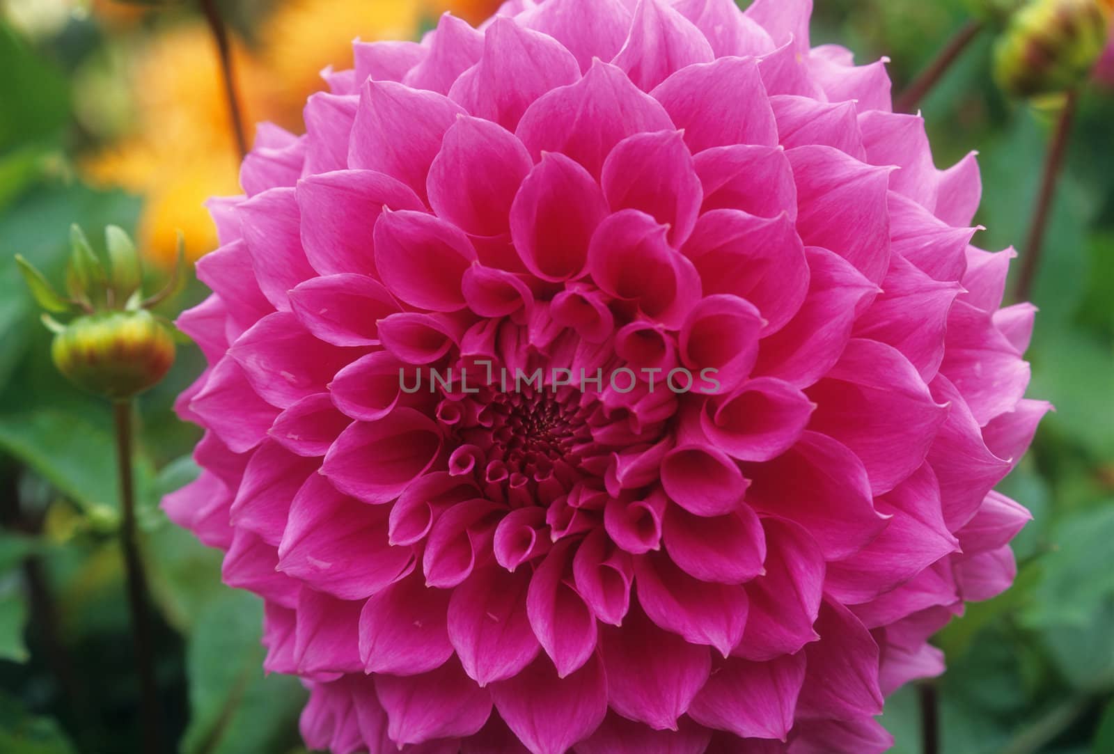 This bright pink dahlia flower was photographed in Eugene, Oregon.