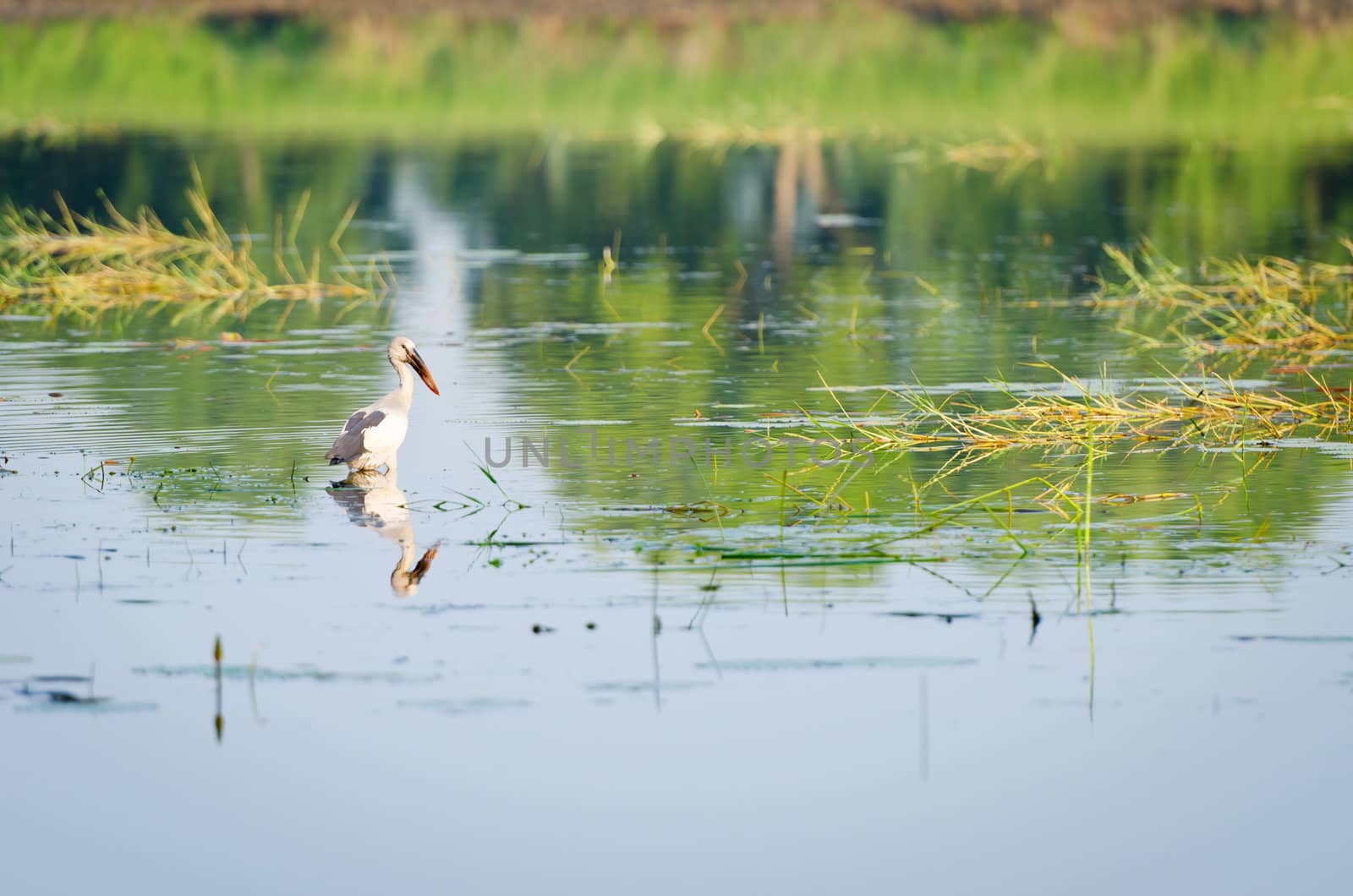 Asian Openbill Stork on lake, central part of Sri lanka