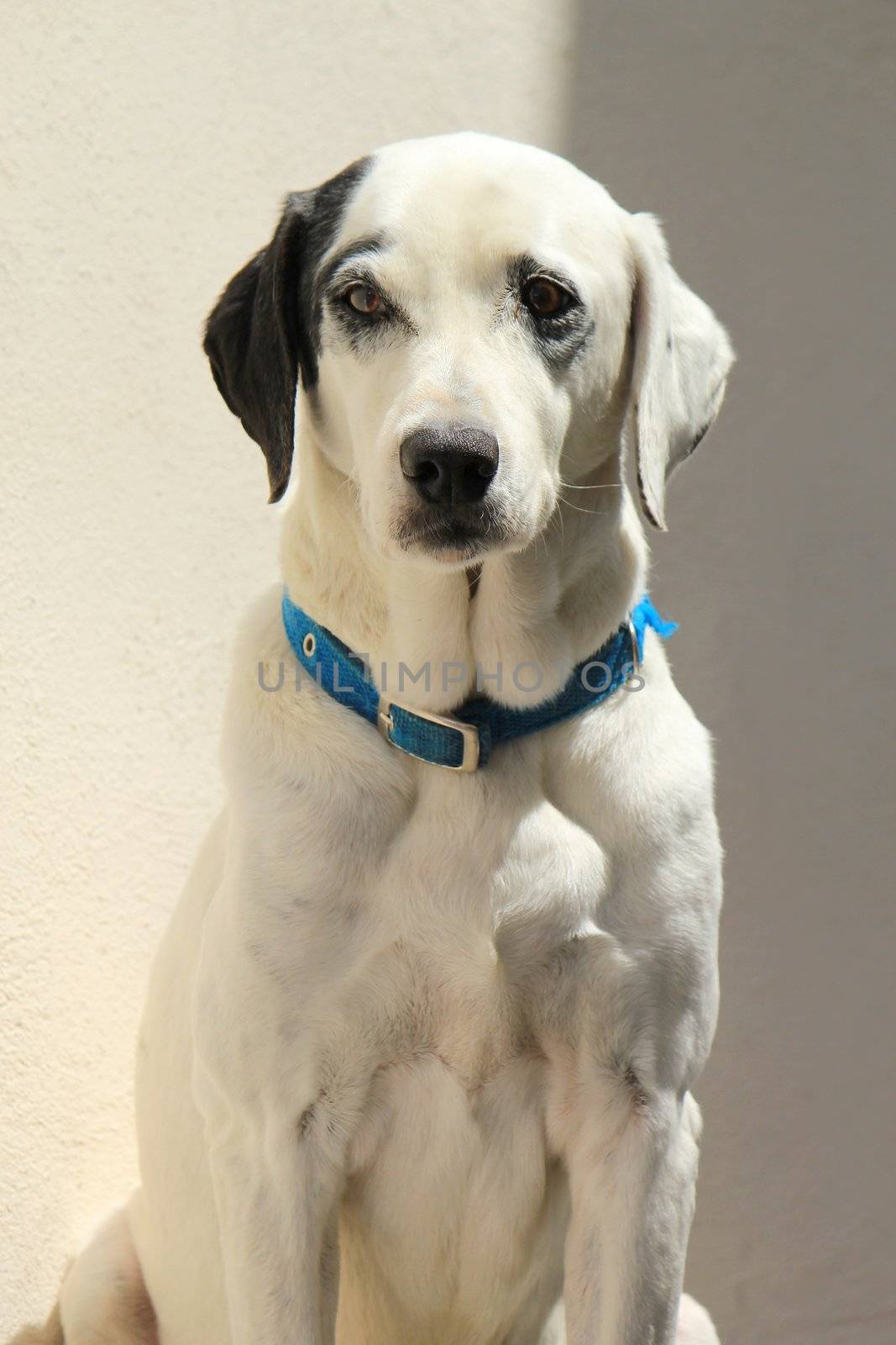 Portrait of a dalmatian dog sitting in the street