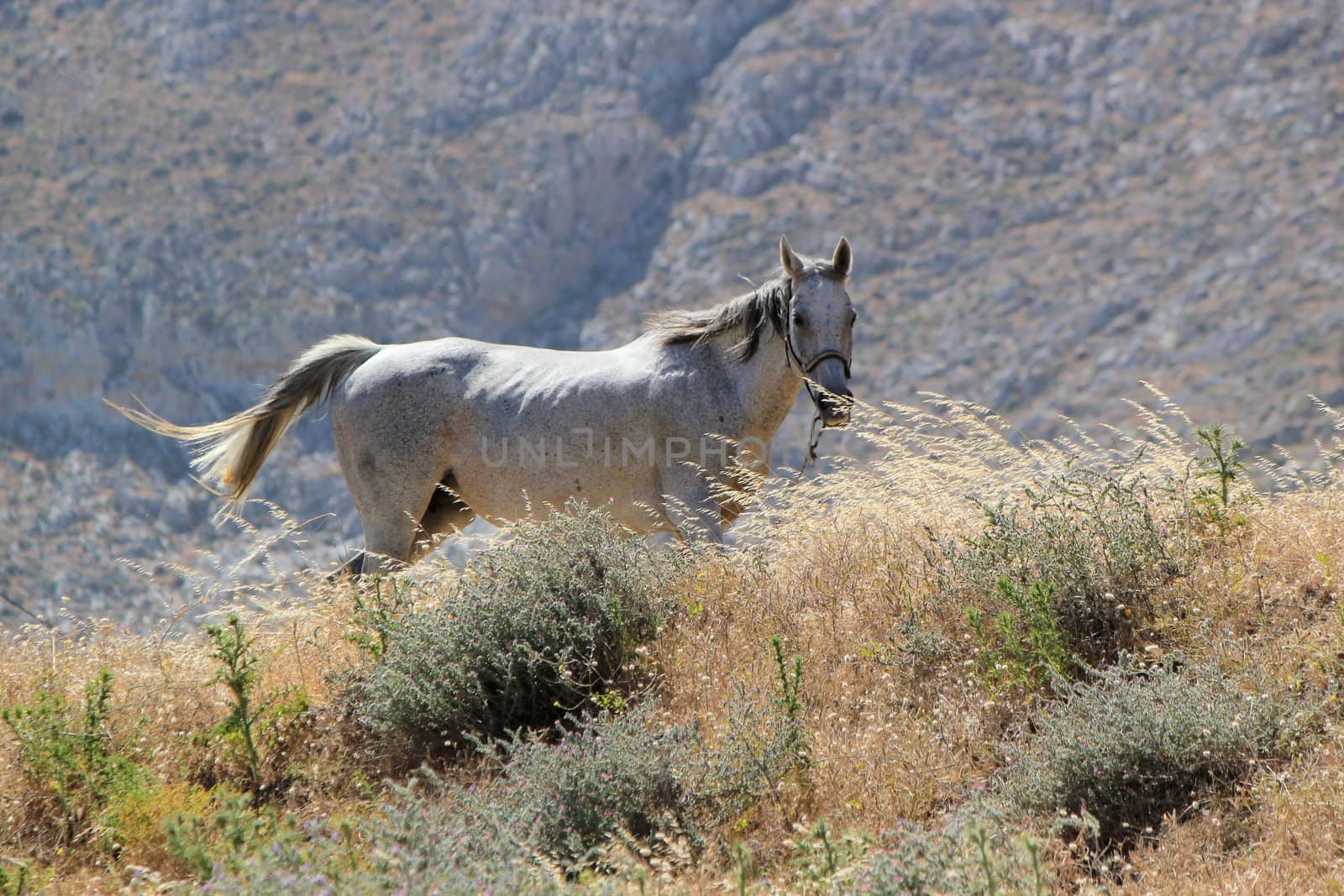 Portrait of posing horse in a field