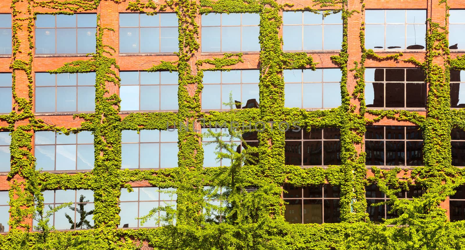 Chicago brick office with green leaves and plants growing around the windows