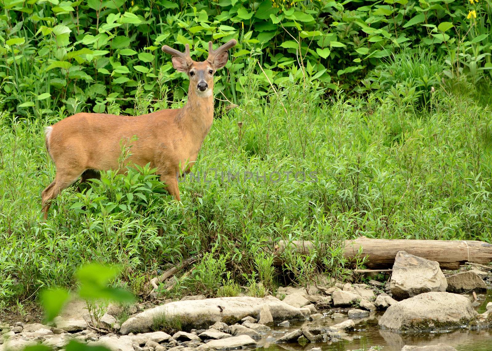 Whitetail Deer Buck in summer velvet standing at stream side.