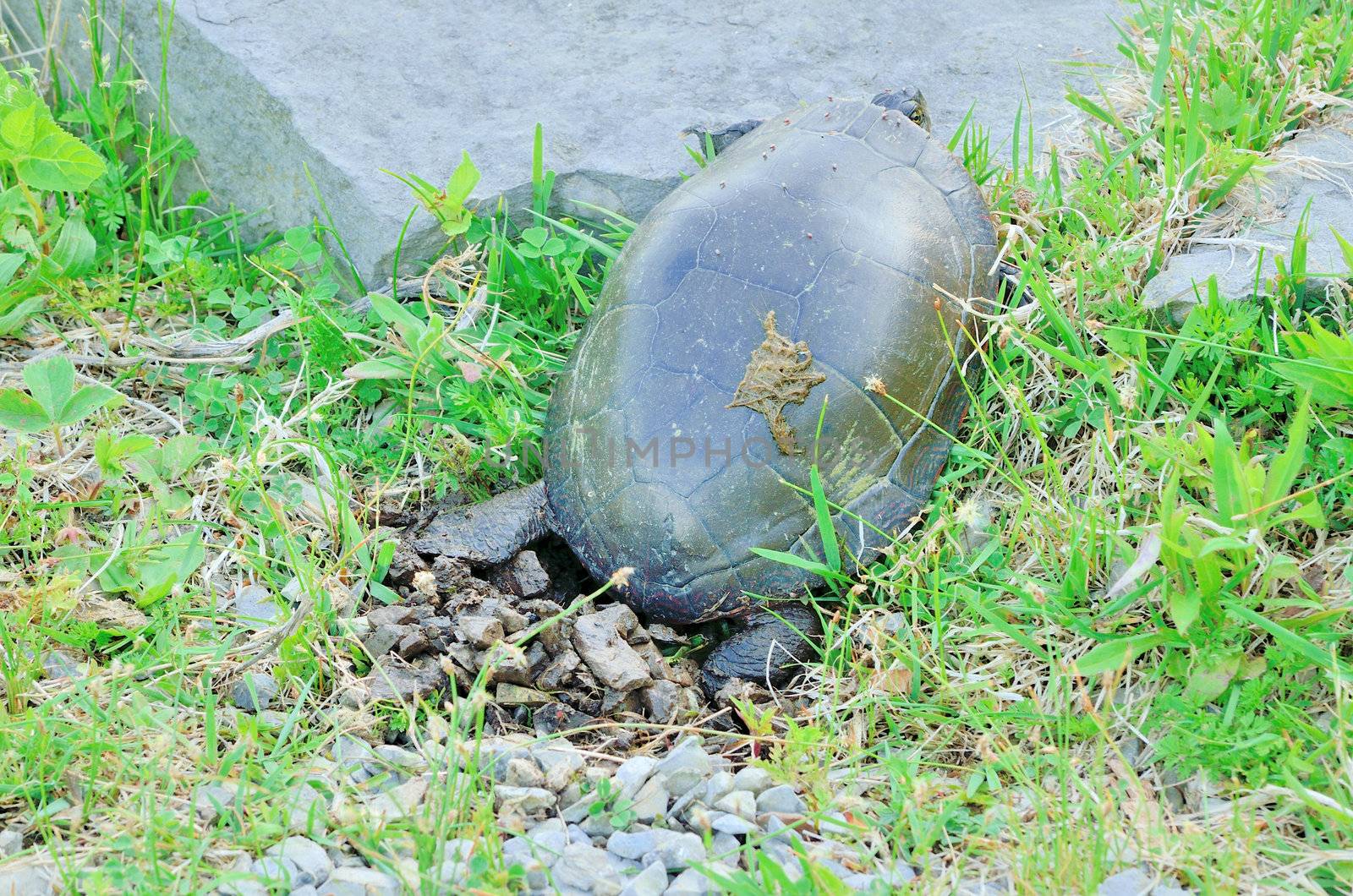 A painted turtle on land laying eggs in the spring.